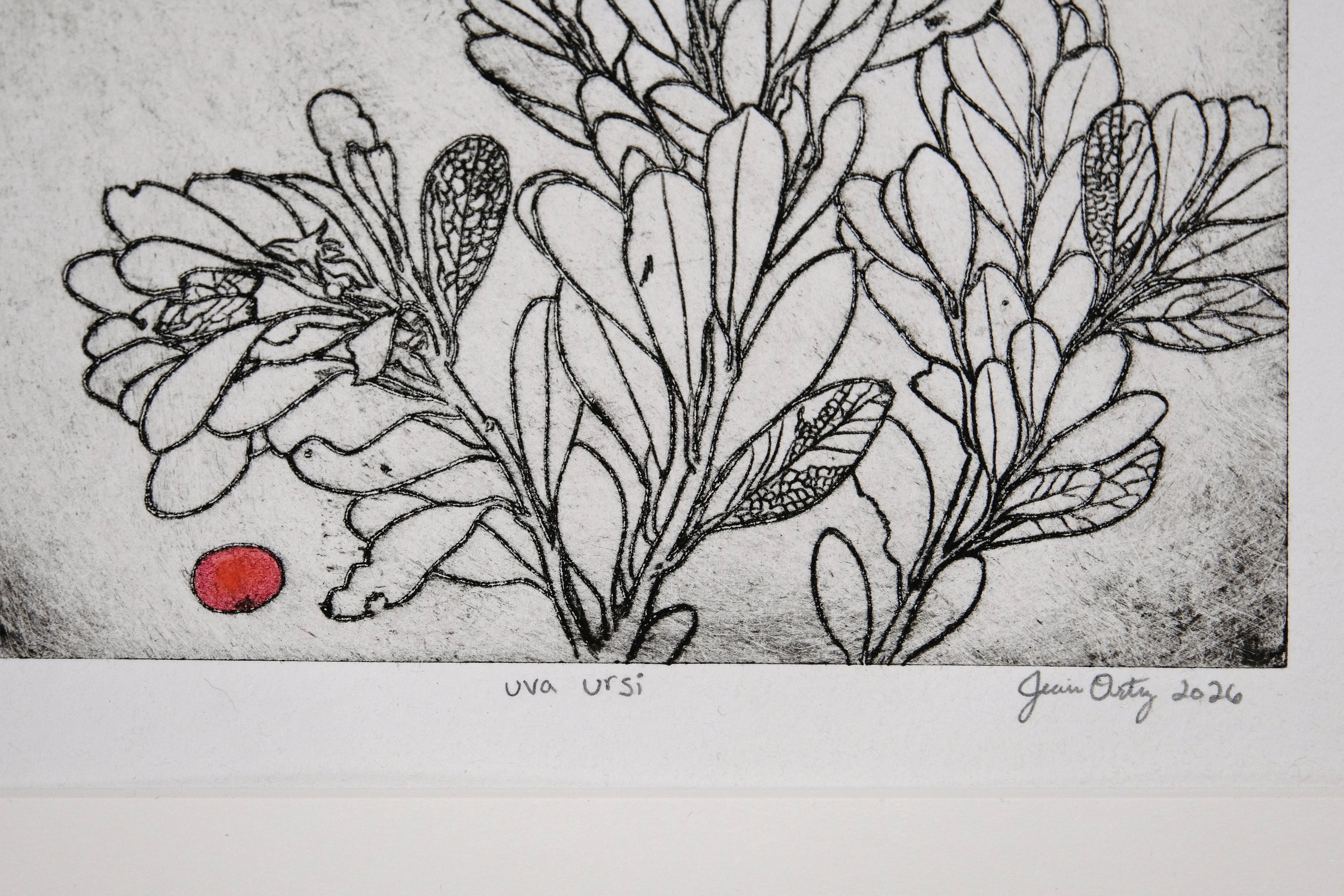 Uva Ursi - a painted intaglio print