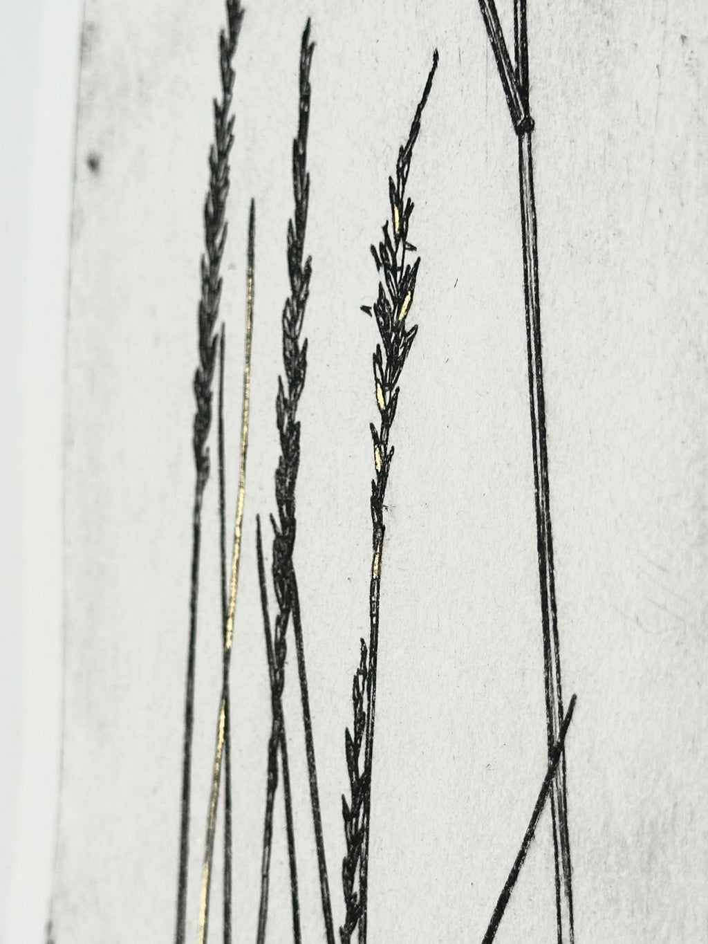 Gold Leaf Grass - Pleuraphis Jamesii - intaglio print