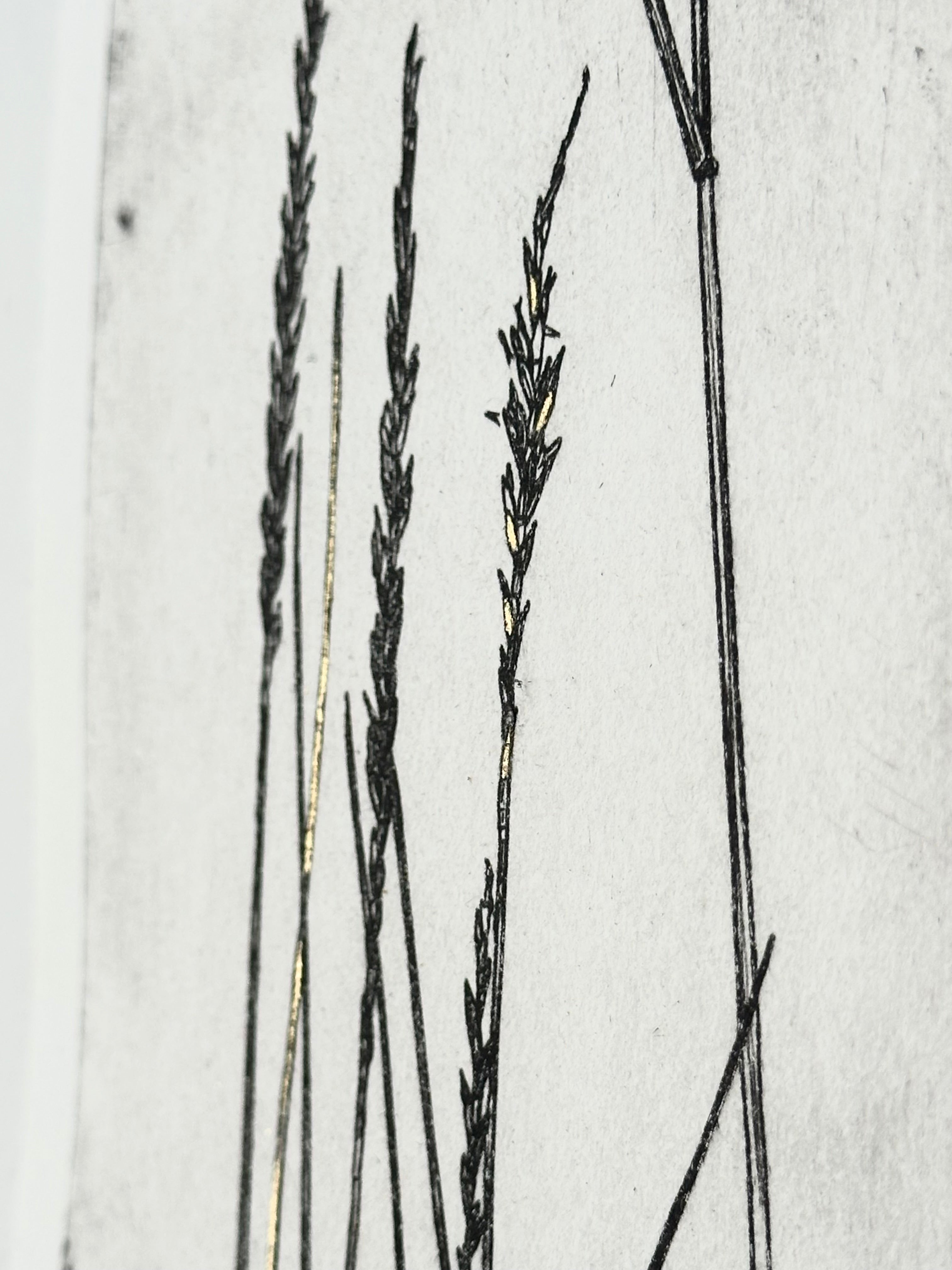 Gold Leaf Grass - Pleuraphis Jamesii - intaglio print