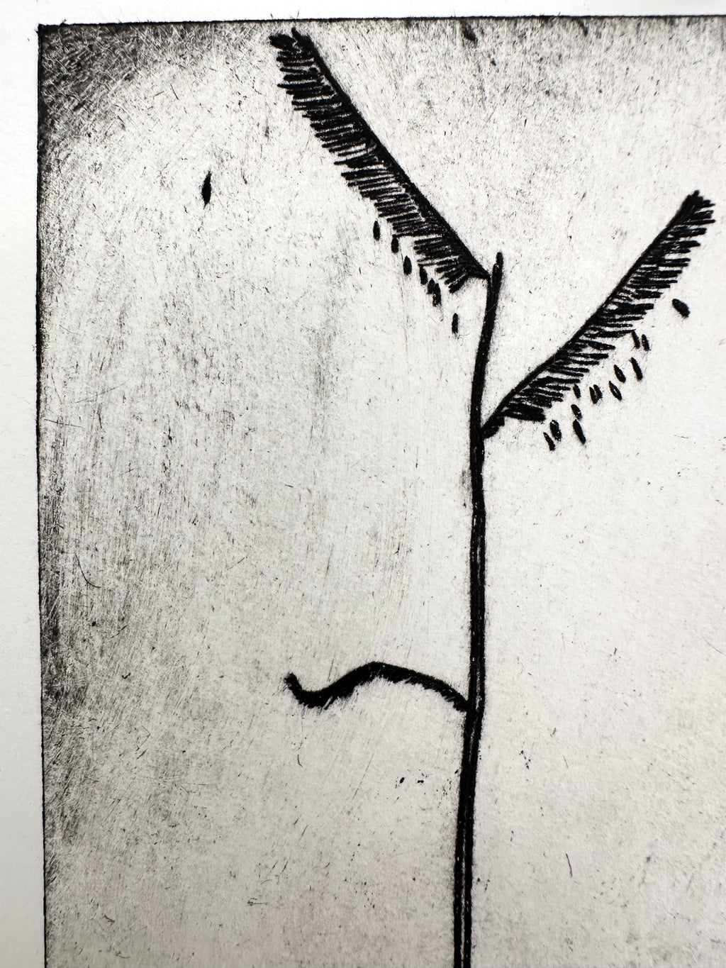 Sixweeks Grama Grass - an intaglio print