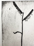 Sixweeks Grama Grass - an intaglio print