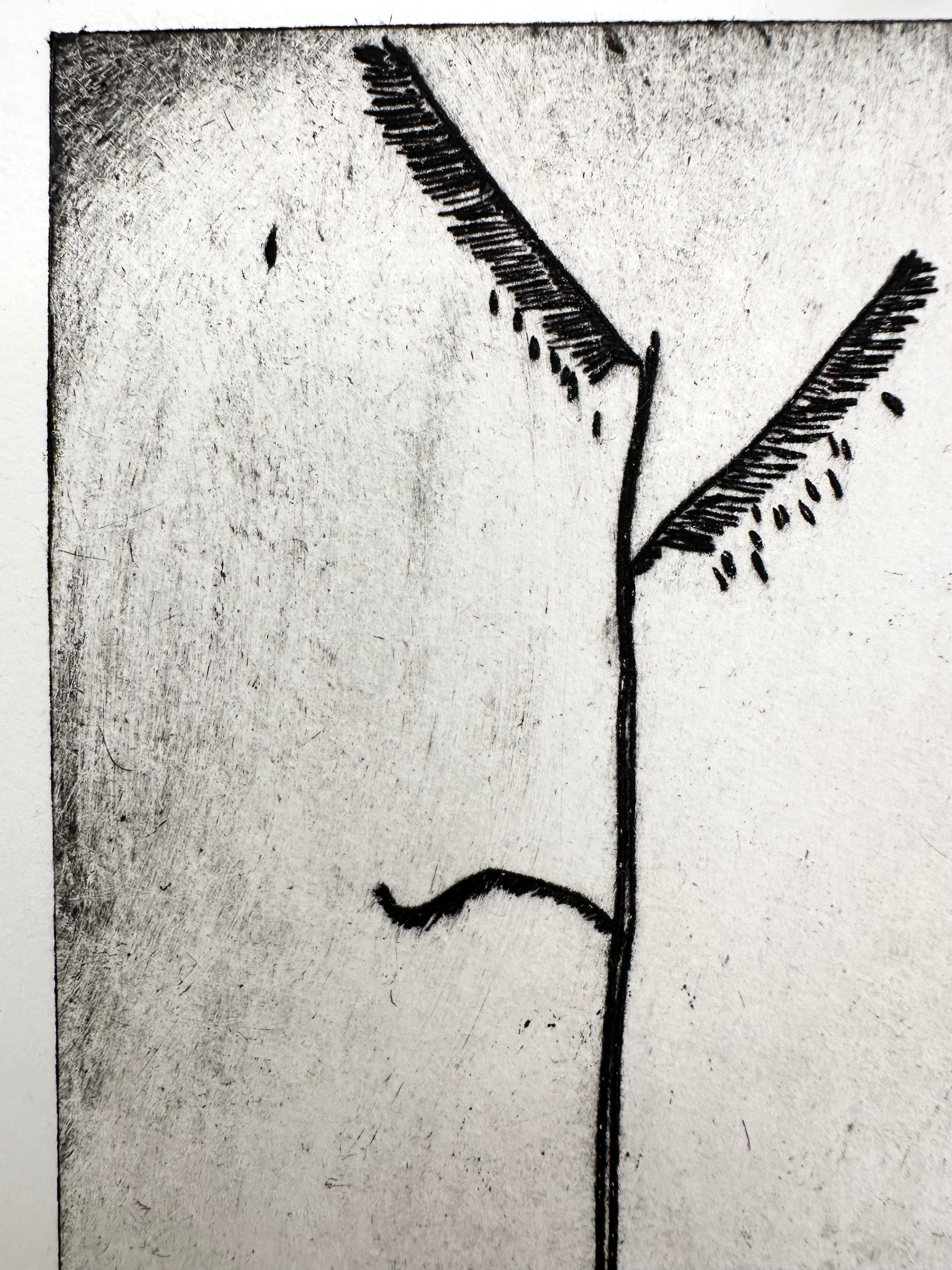 Sixweeks Grama Grass - an intaglio print