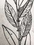 Salix bebbiana - an intaglio print