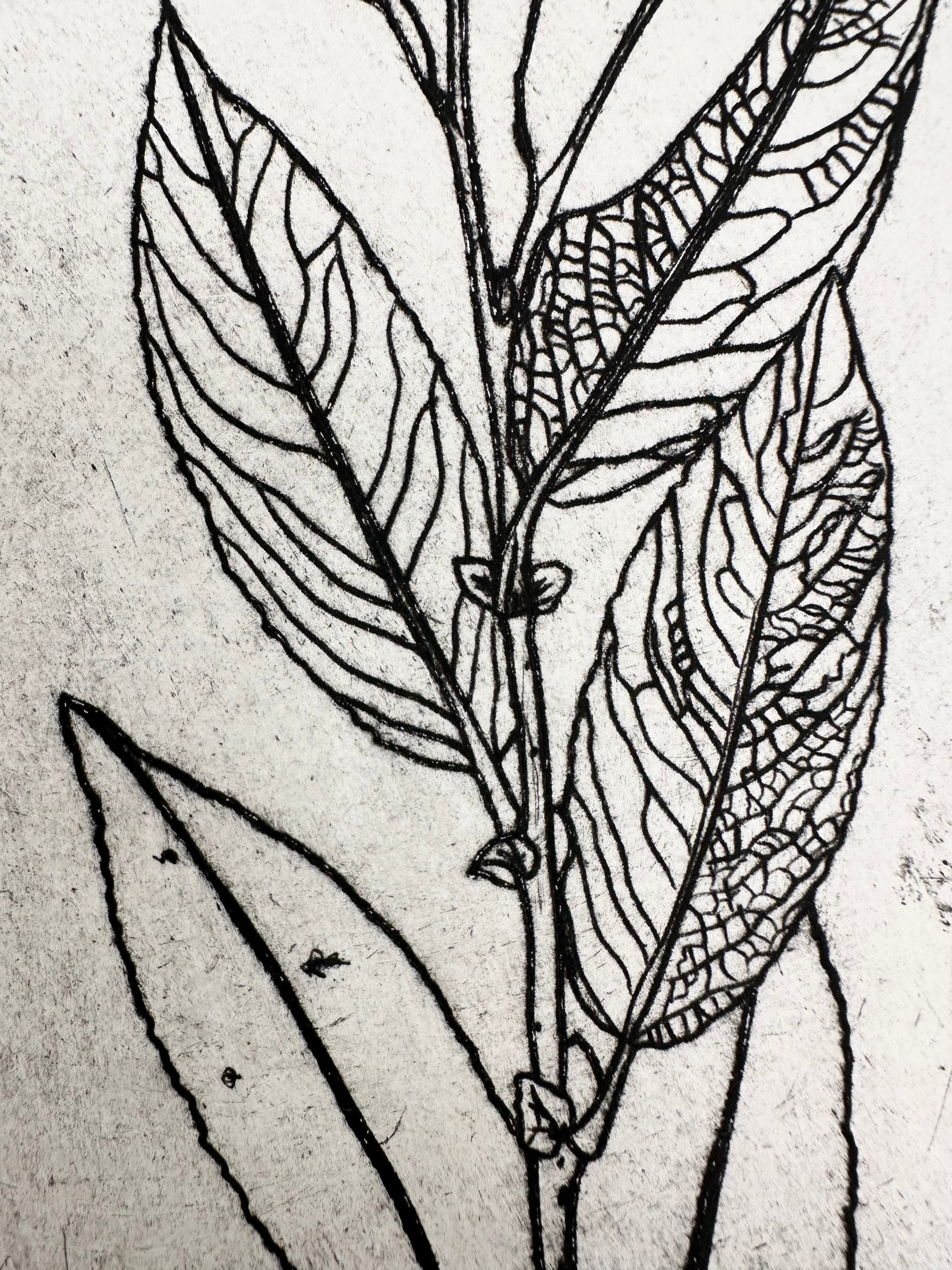 Salix bebbiana - an intaglio print