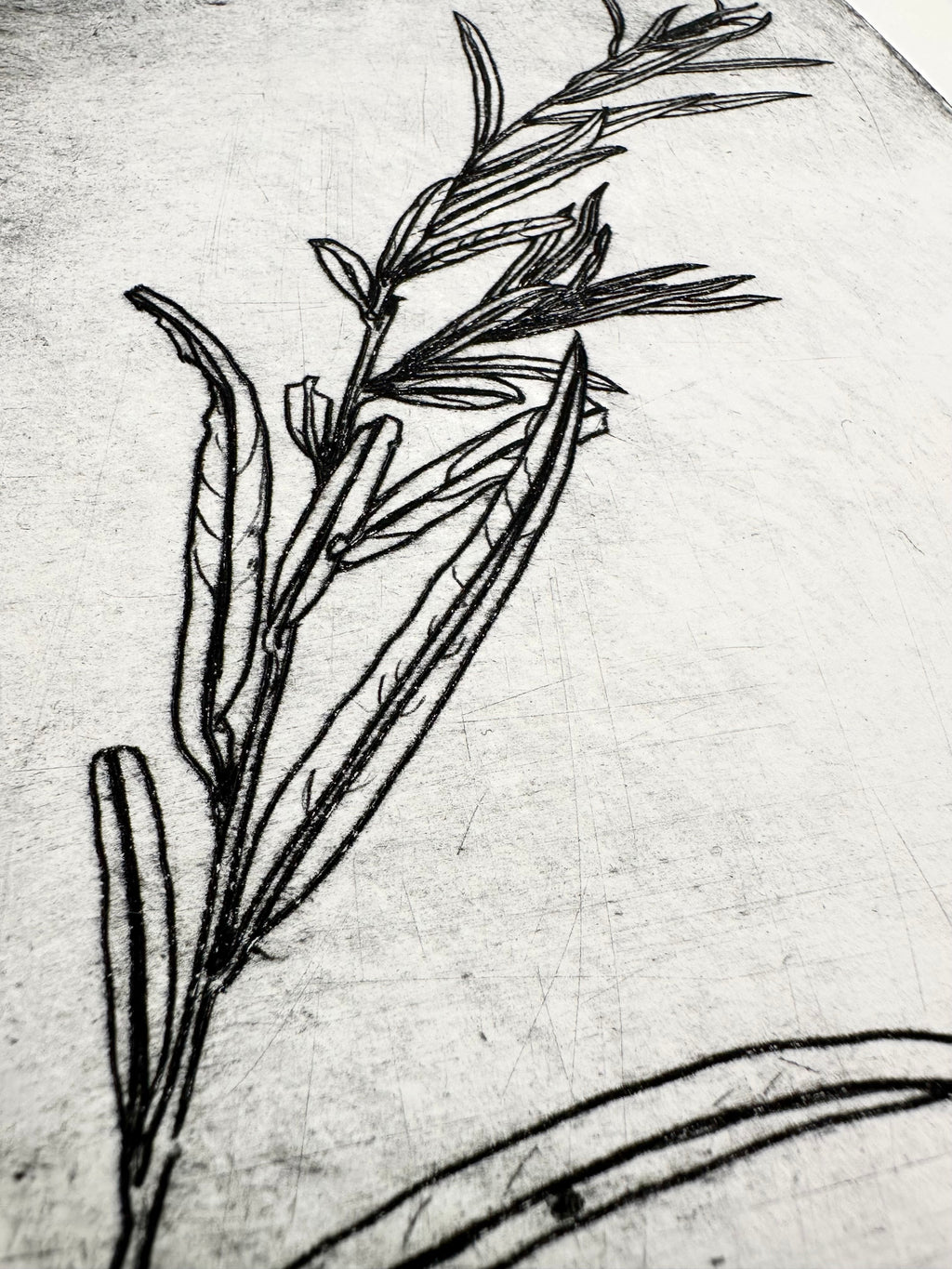 Coyote Willow - an intaglio print