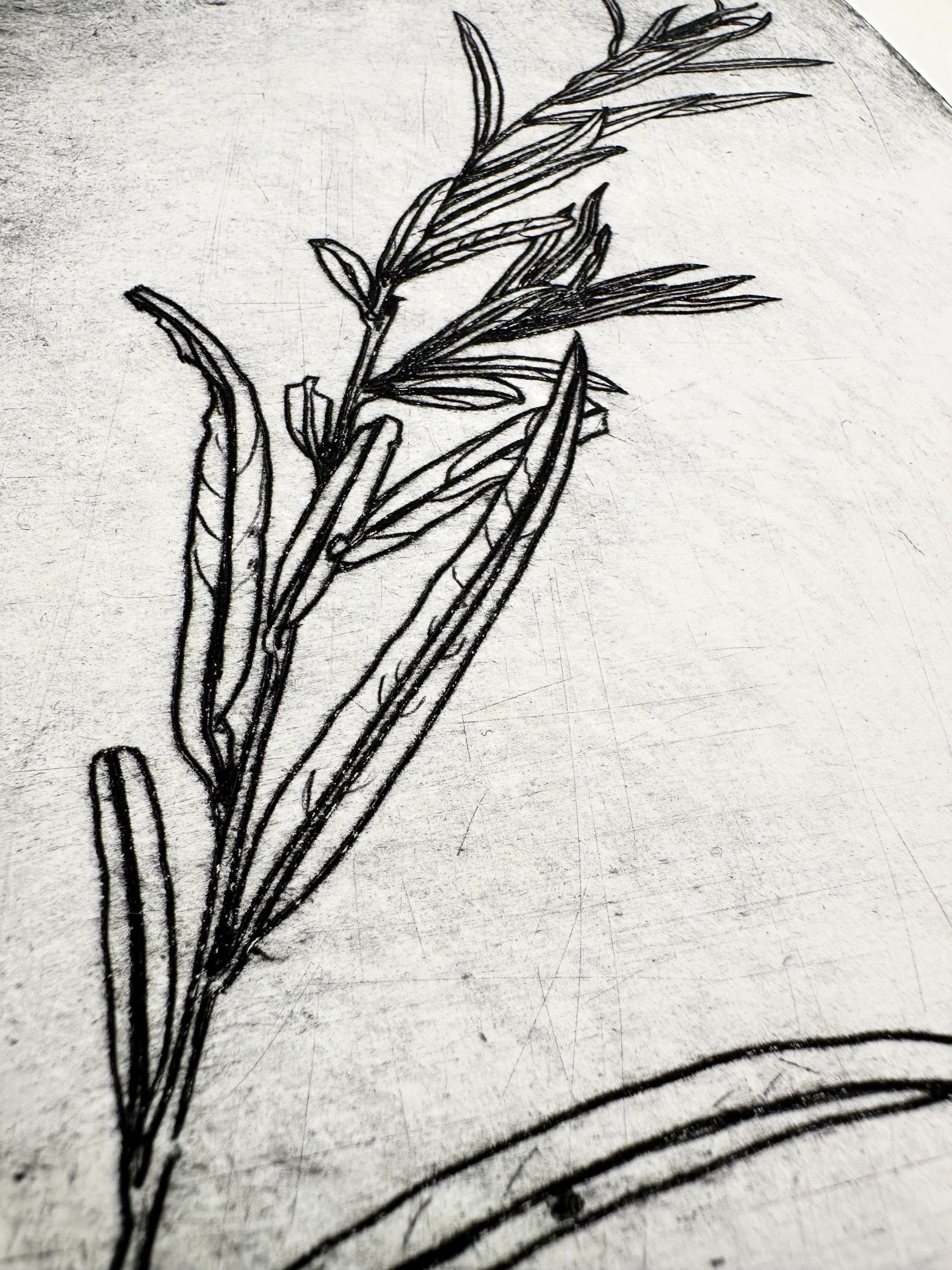 Coyote Willow - an intaglio print