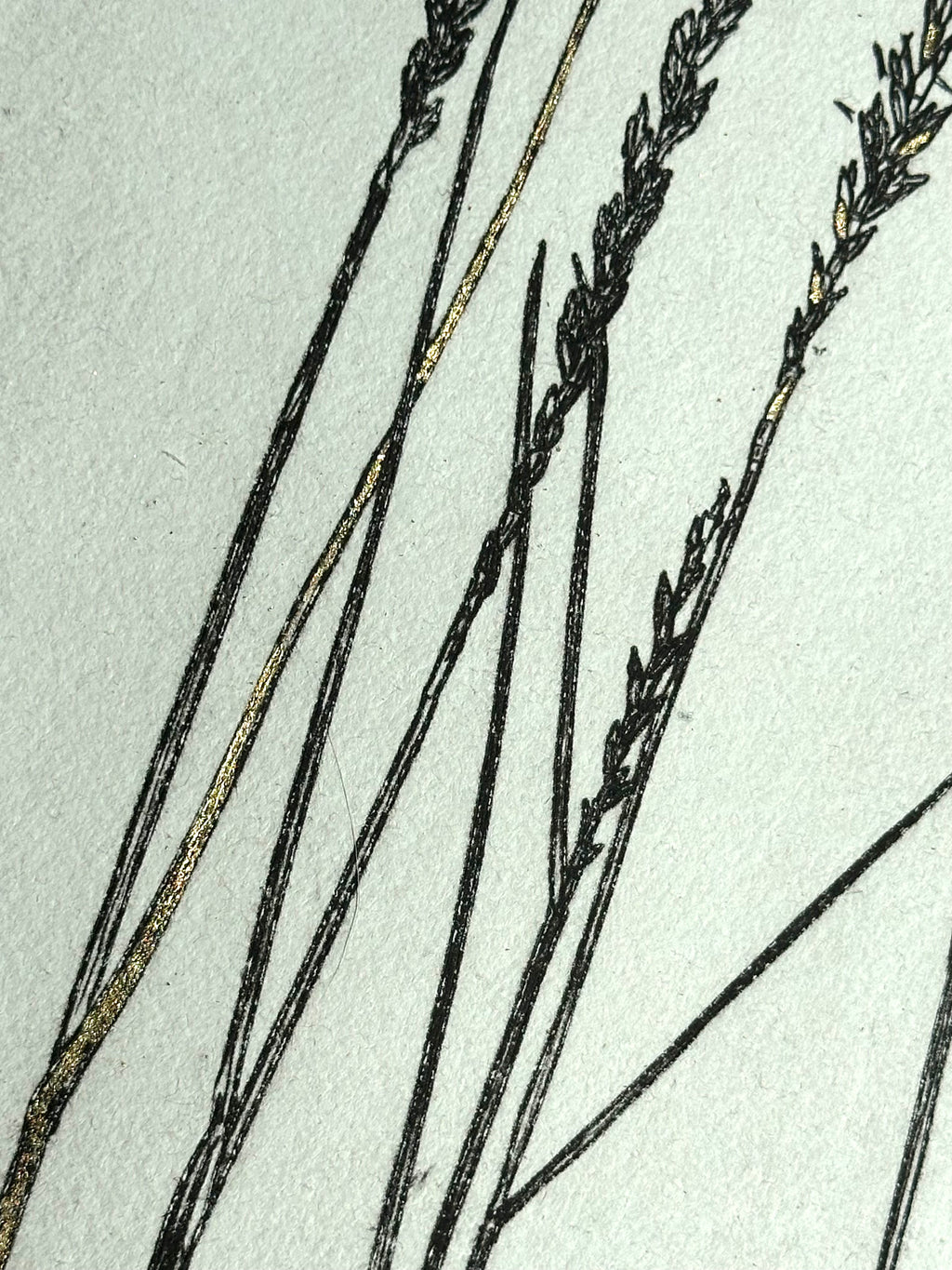 Gold Leaf Grass - Pleuraphis Jamesii - intaglio print