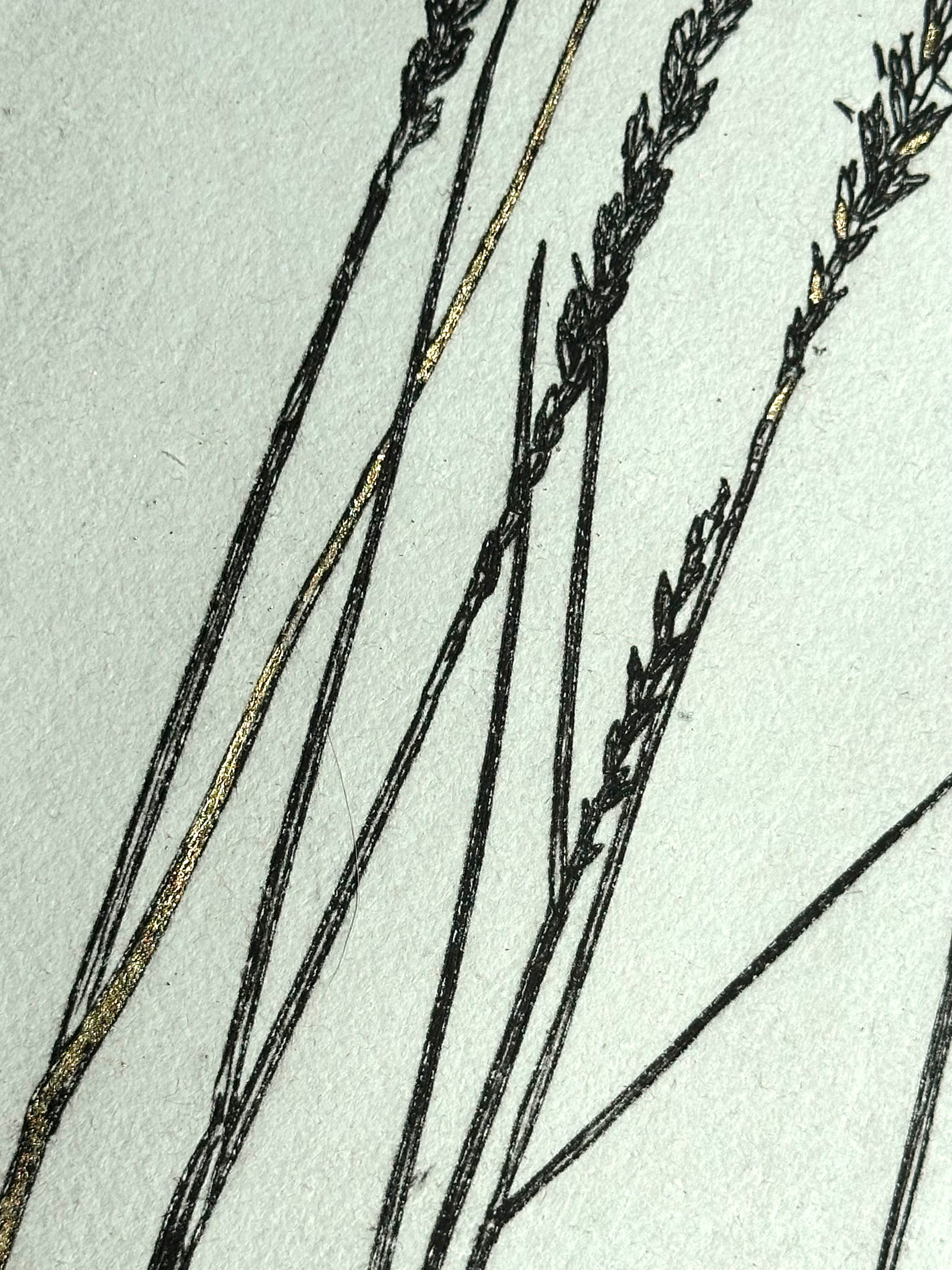 Gold Leaf Grass - Pleuraphis Jamesii - intaglio print