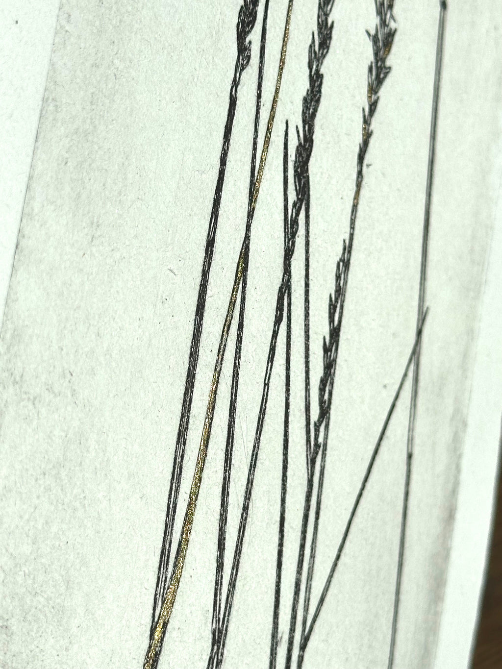 Gold Leaf Grass - Pleuraphis Jamesii - intaglio print