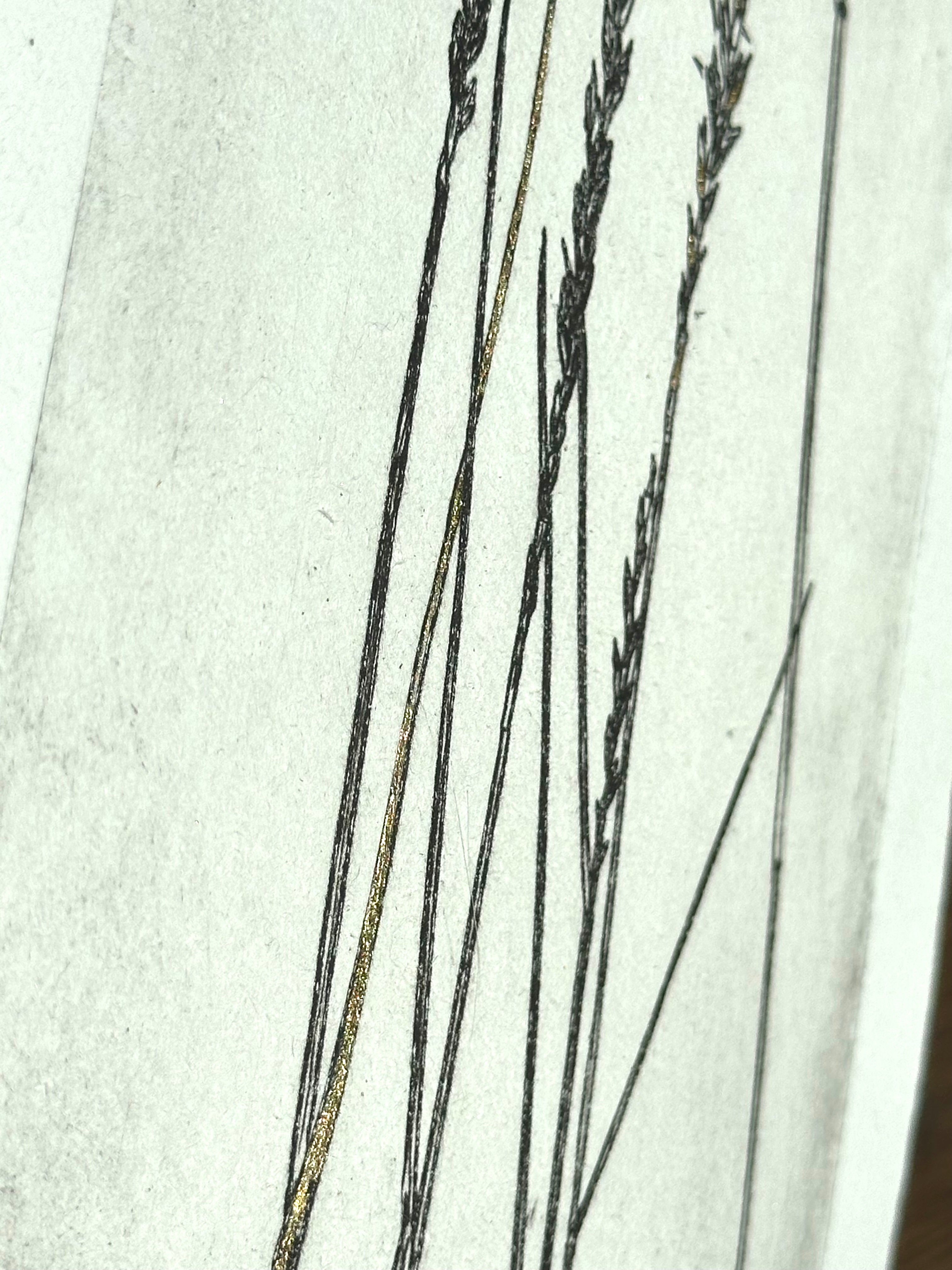 Gold Leaf Grass - Pleuraphis Jamesii - intaglio print