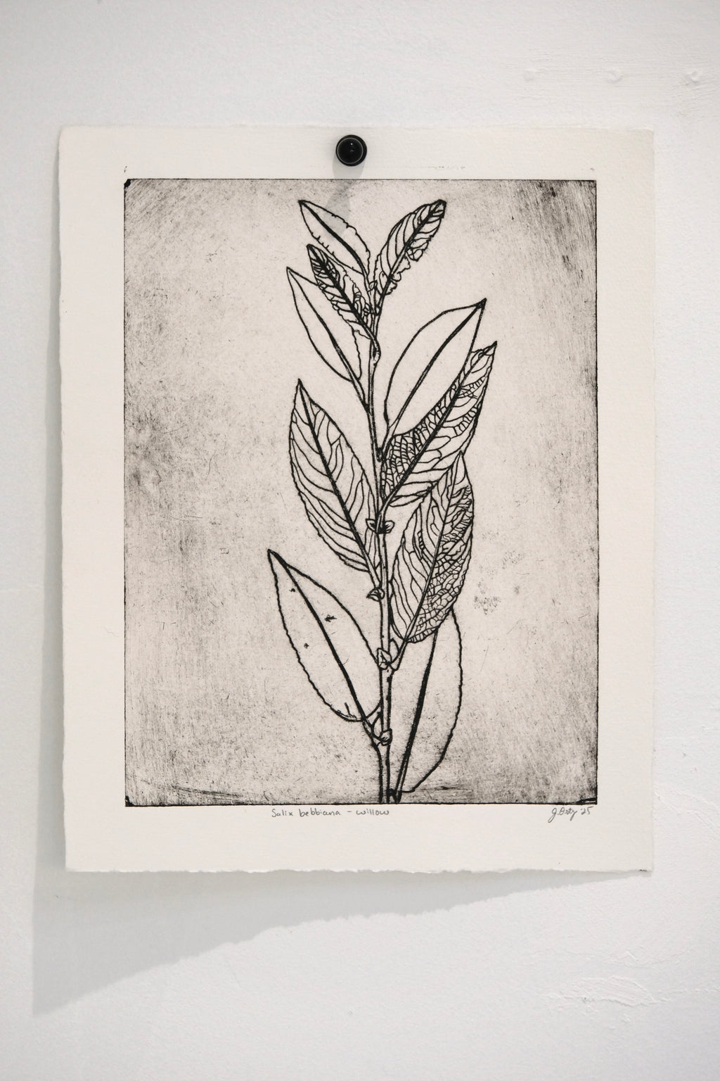 Salix bebbiana - an intaglio print