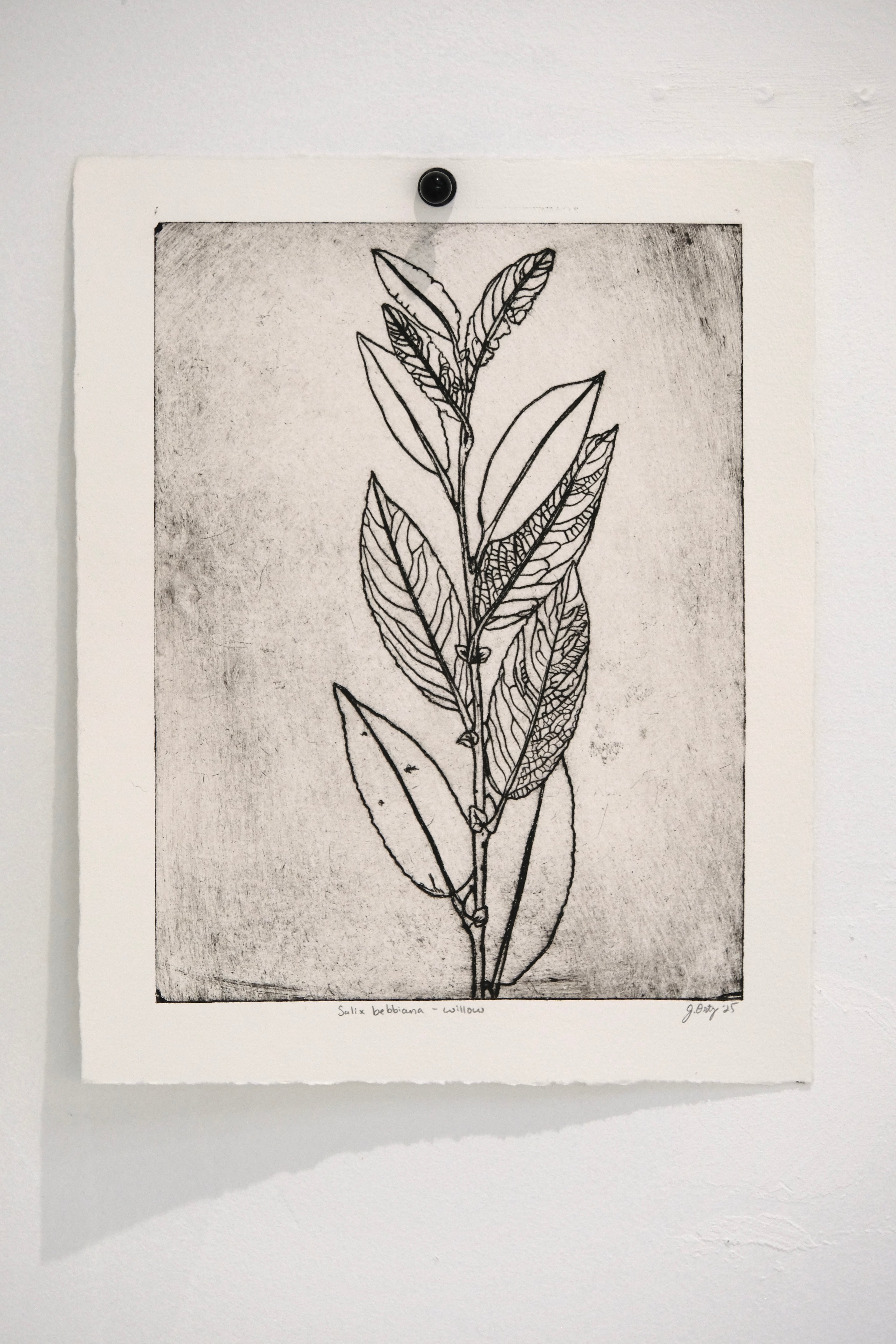 Salix bebbiana - an intaglio print