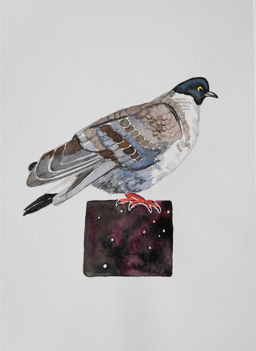 Tibetan Snow Pigeon - a watercolor painting
