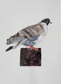 Tibetan Snow Pigeon - a watercolor painting