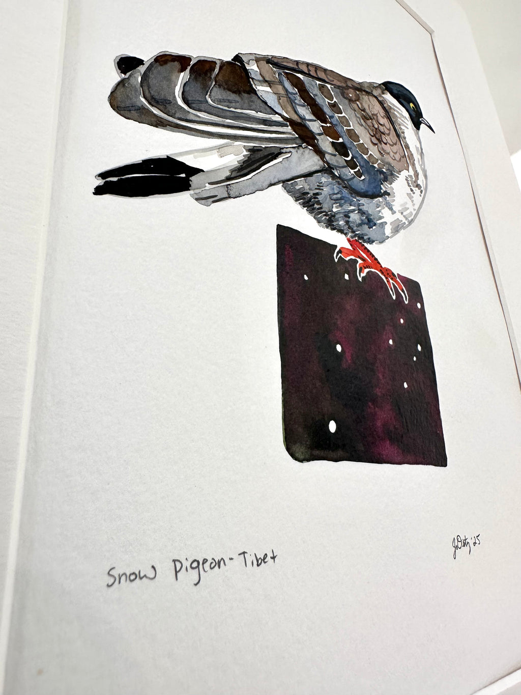 Tibetan Snow Pigeon - a watercolor painting