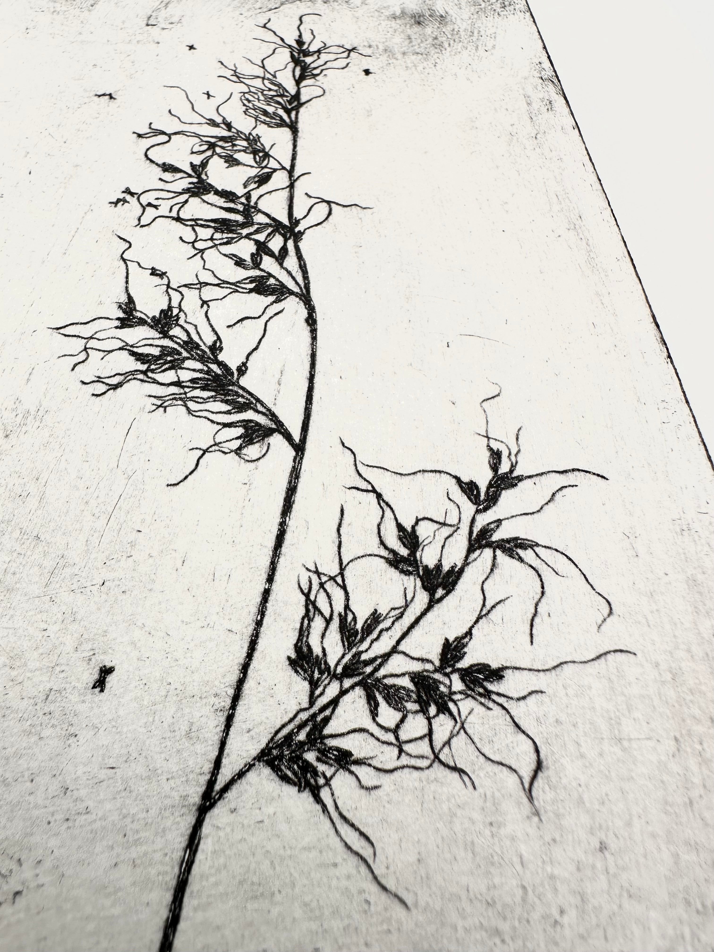 Grass - Taos New Mexico - an intaglio print