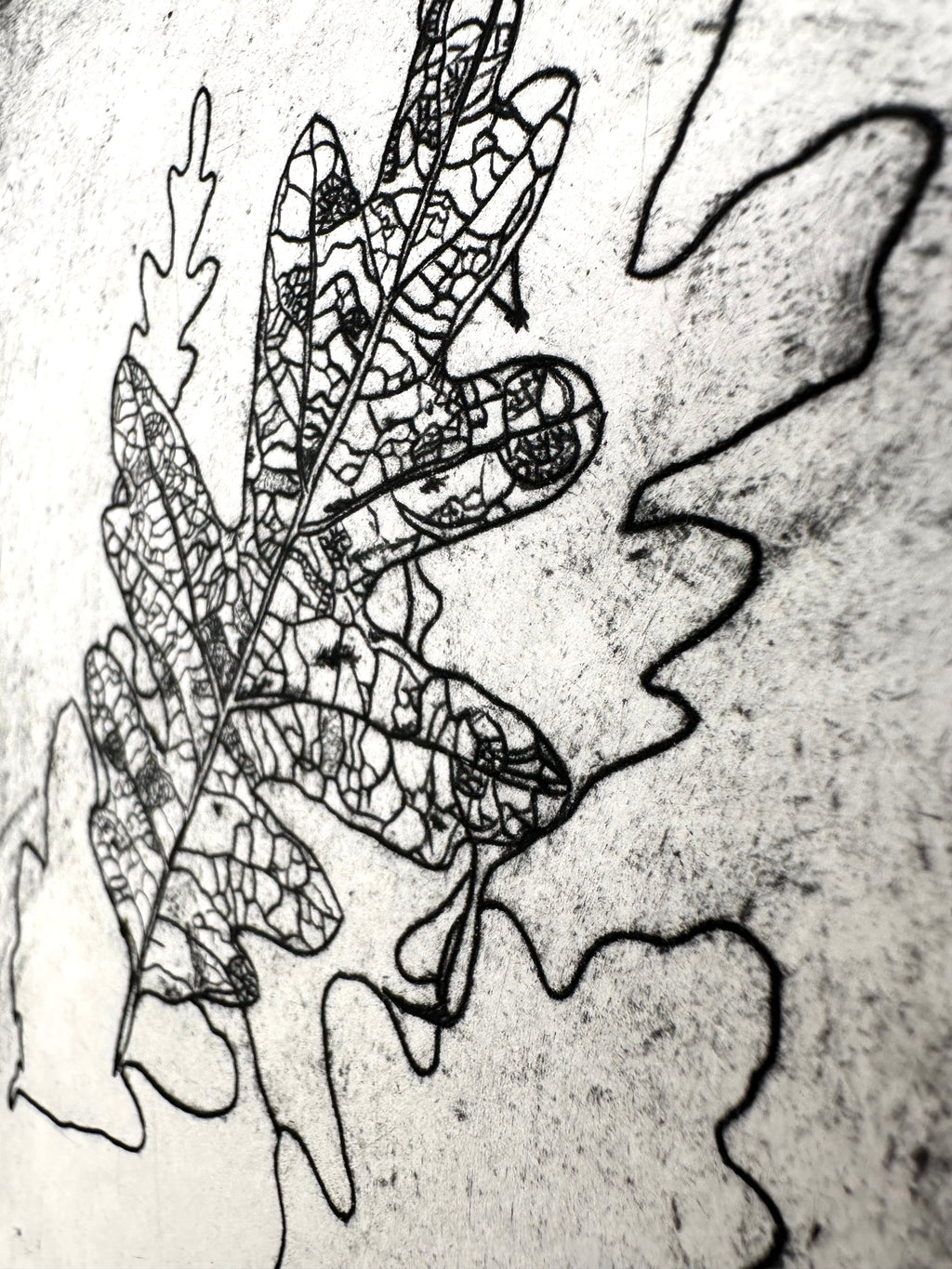 Quercus Gambelii - an intaglio print