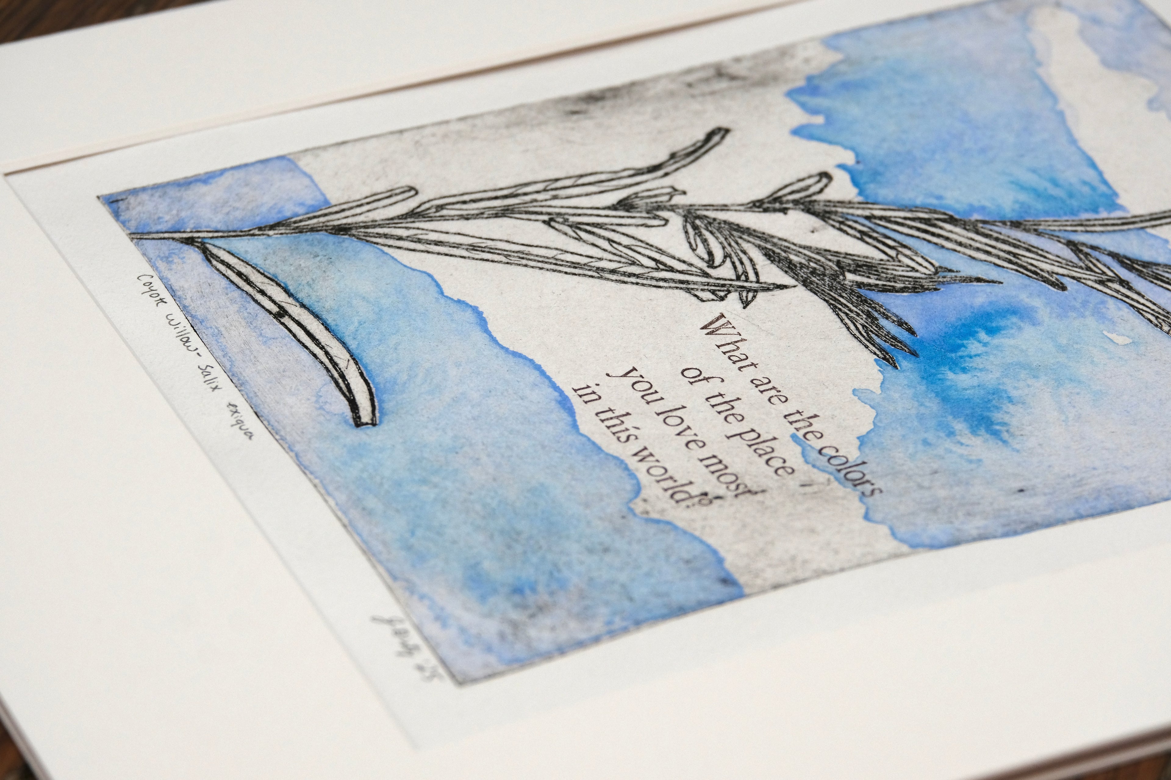 Coyote Willow - a painted intaglio print