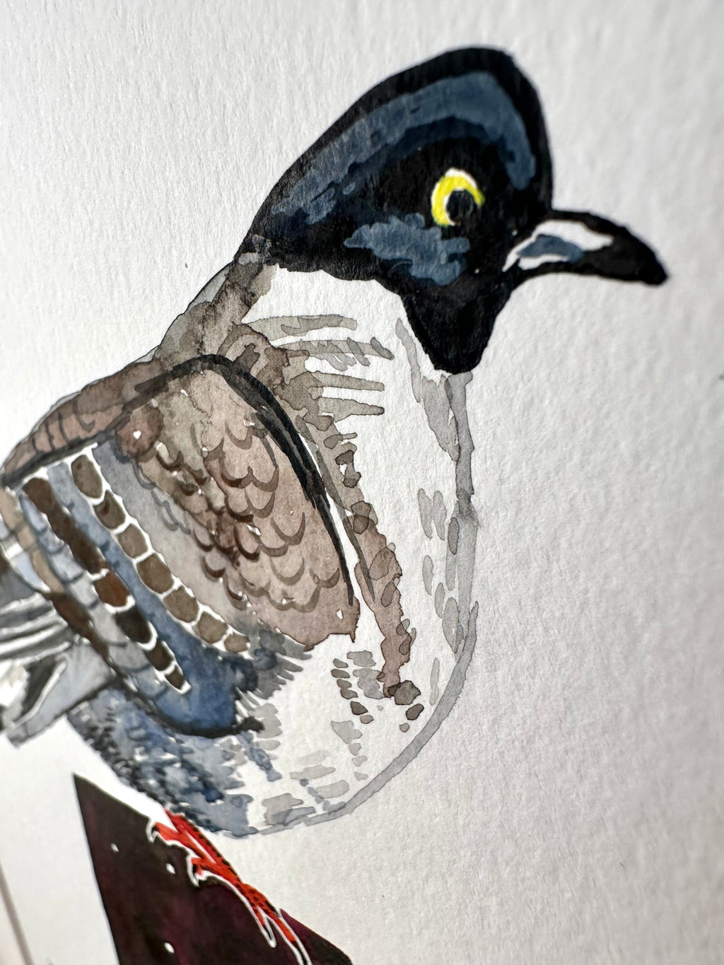Tibetan Snow Pigeon - a watercolor painting