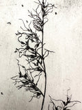 Grass - Taos New Mexico - an intaglio print