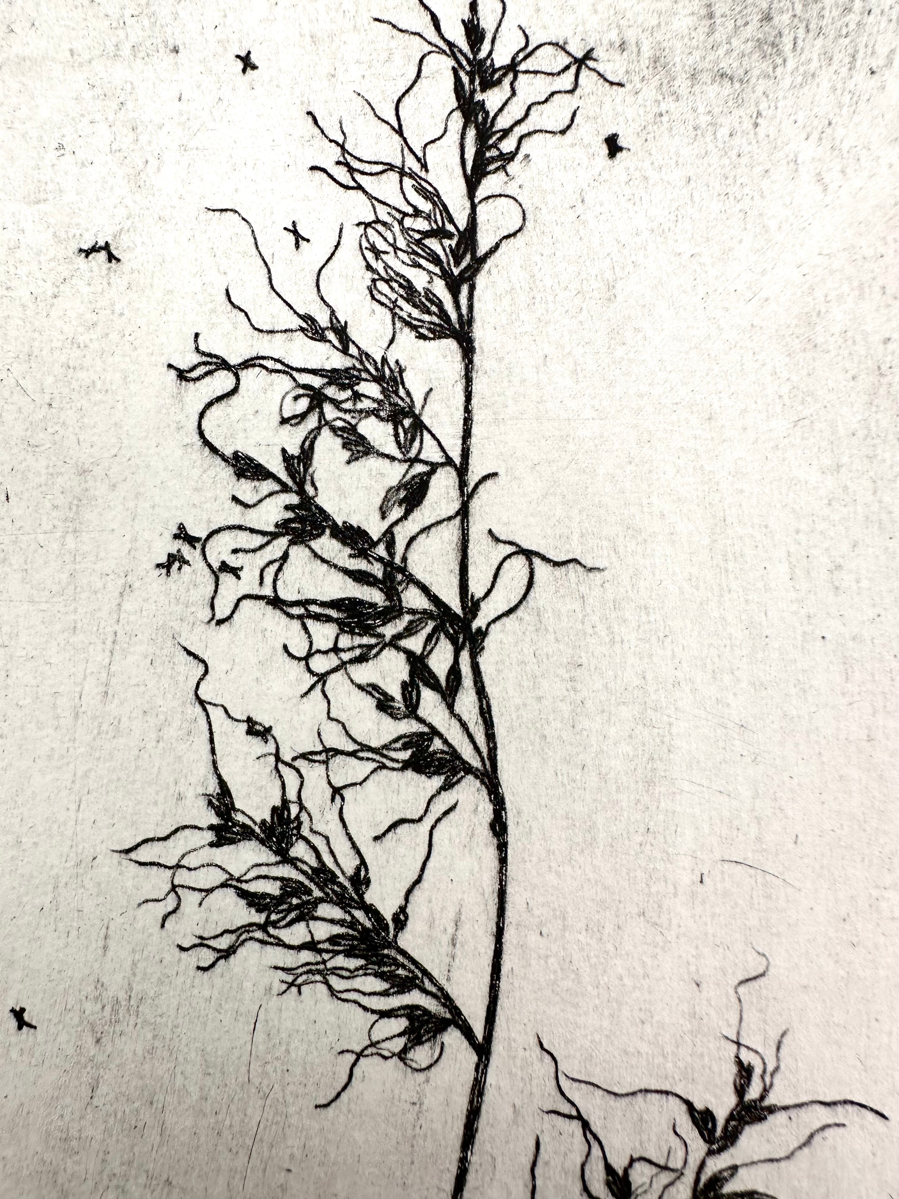 Grass - Taos New Mexico - an intaglio print