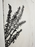 Polemonium Brandegeei - an intaglio print