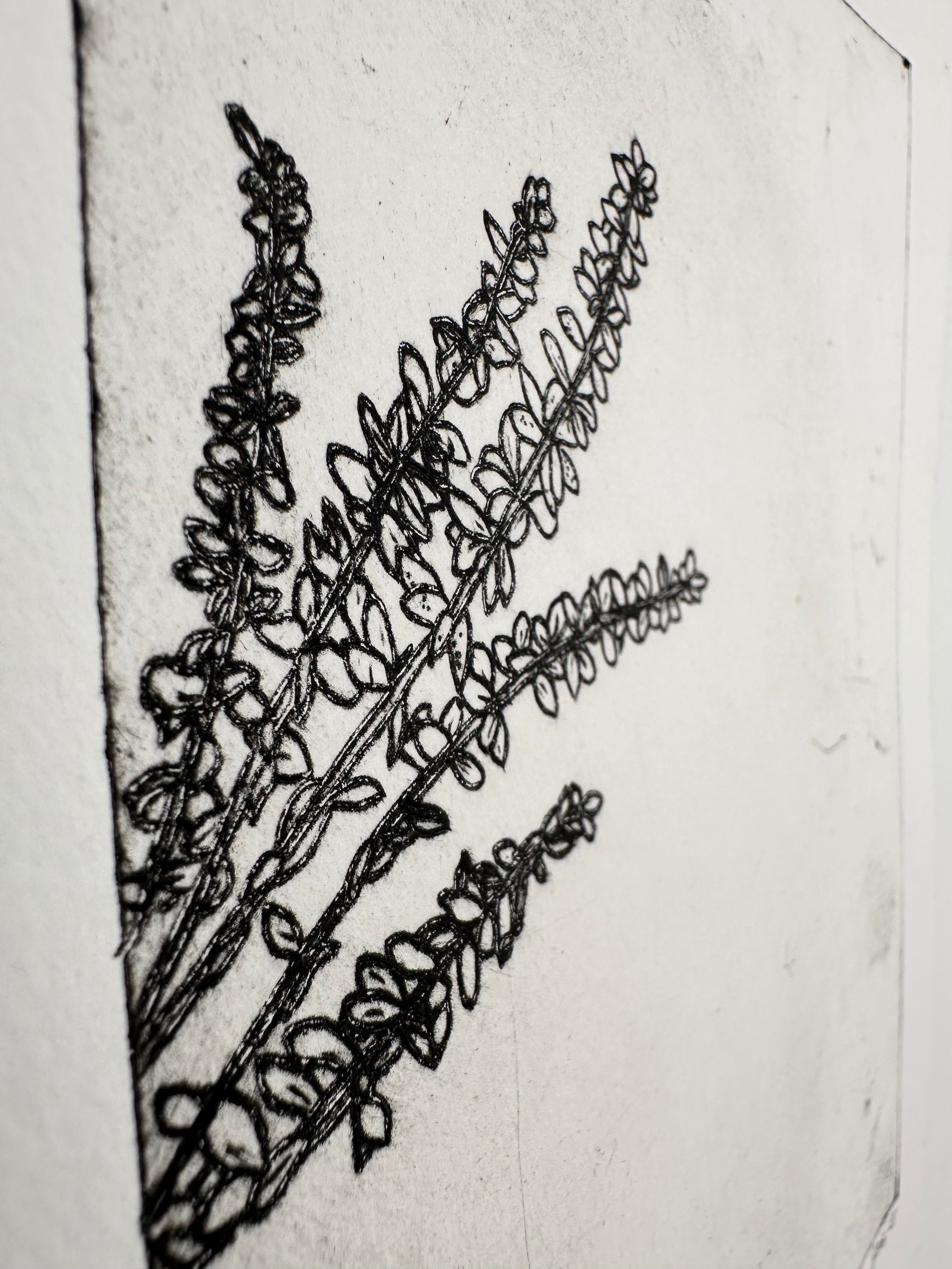 Polemonium Brandegeei - an intaglio print