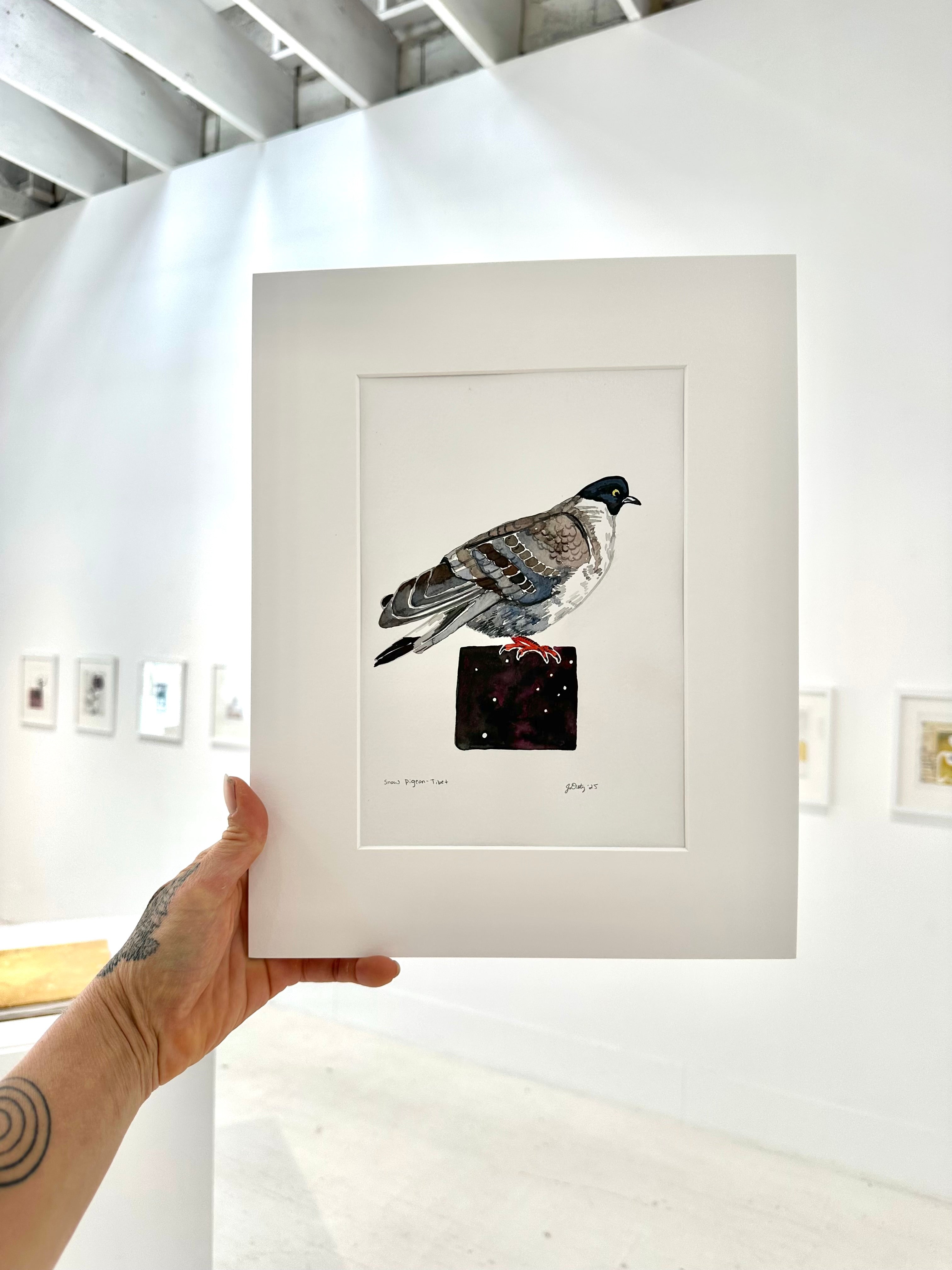 Tibetan Snow Pigeon - a watercolor painting
