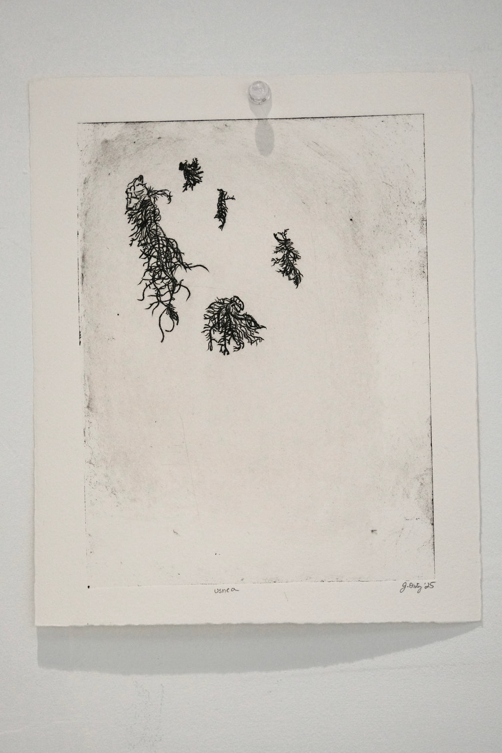 Usnea - a botanical intaglio print