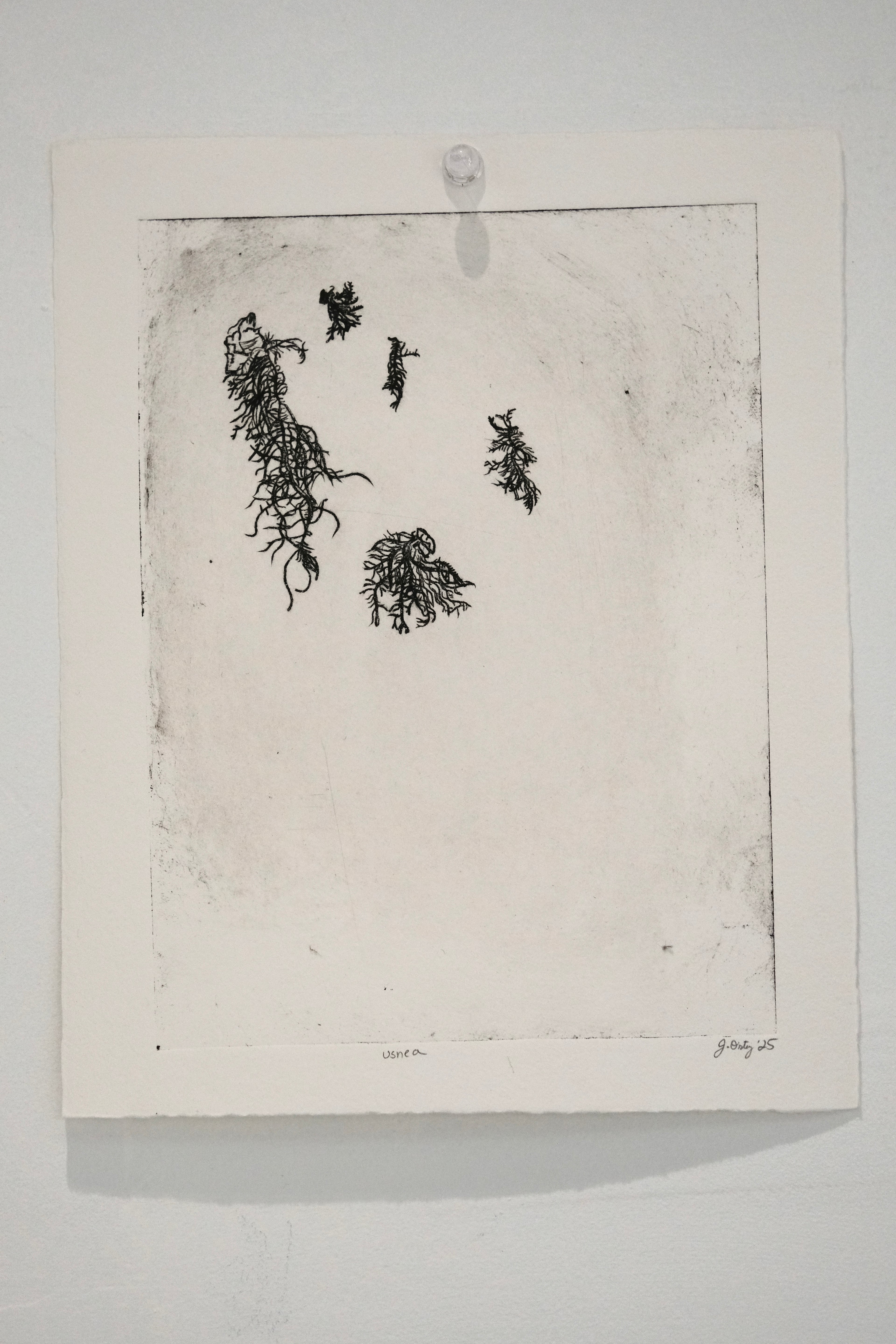 Usnea - a botanical intaglio print