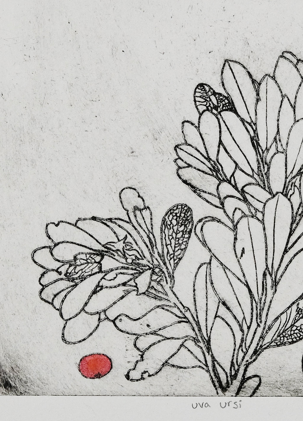 Uva Ursi - a painted intaglio print