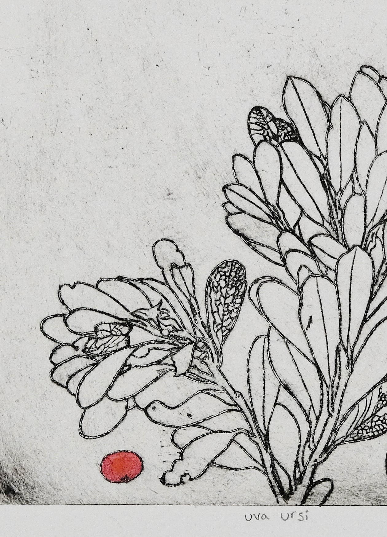 Uva Ursi - a painted intaglio print
