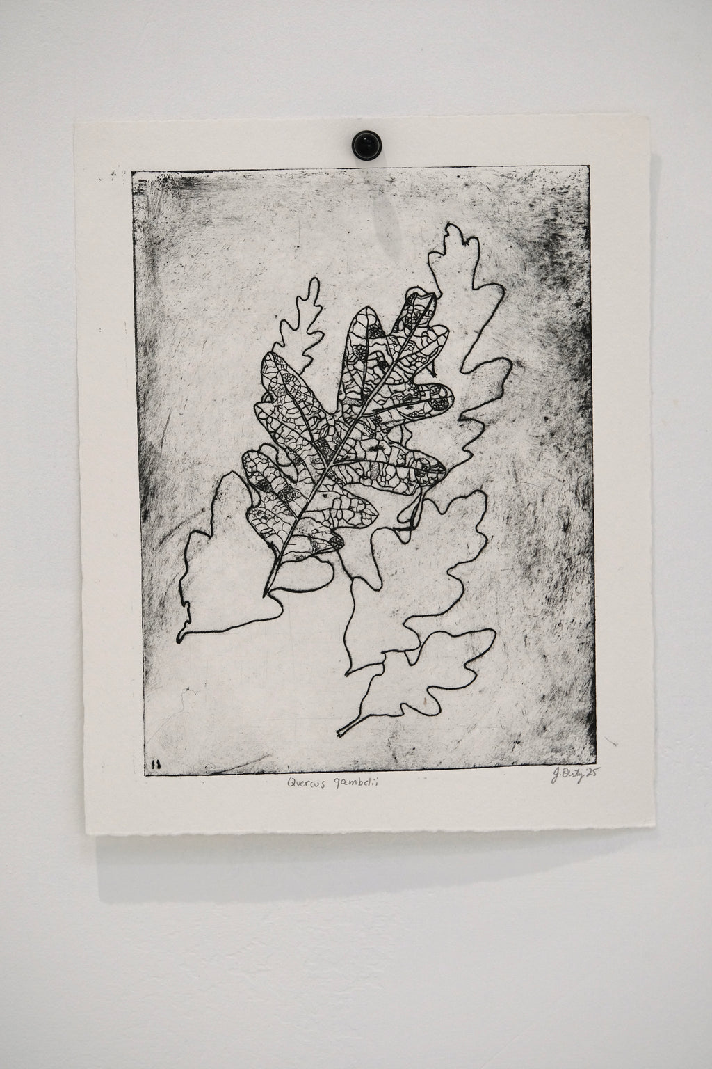 Quercus Gambelii - an intaglio print