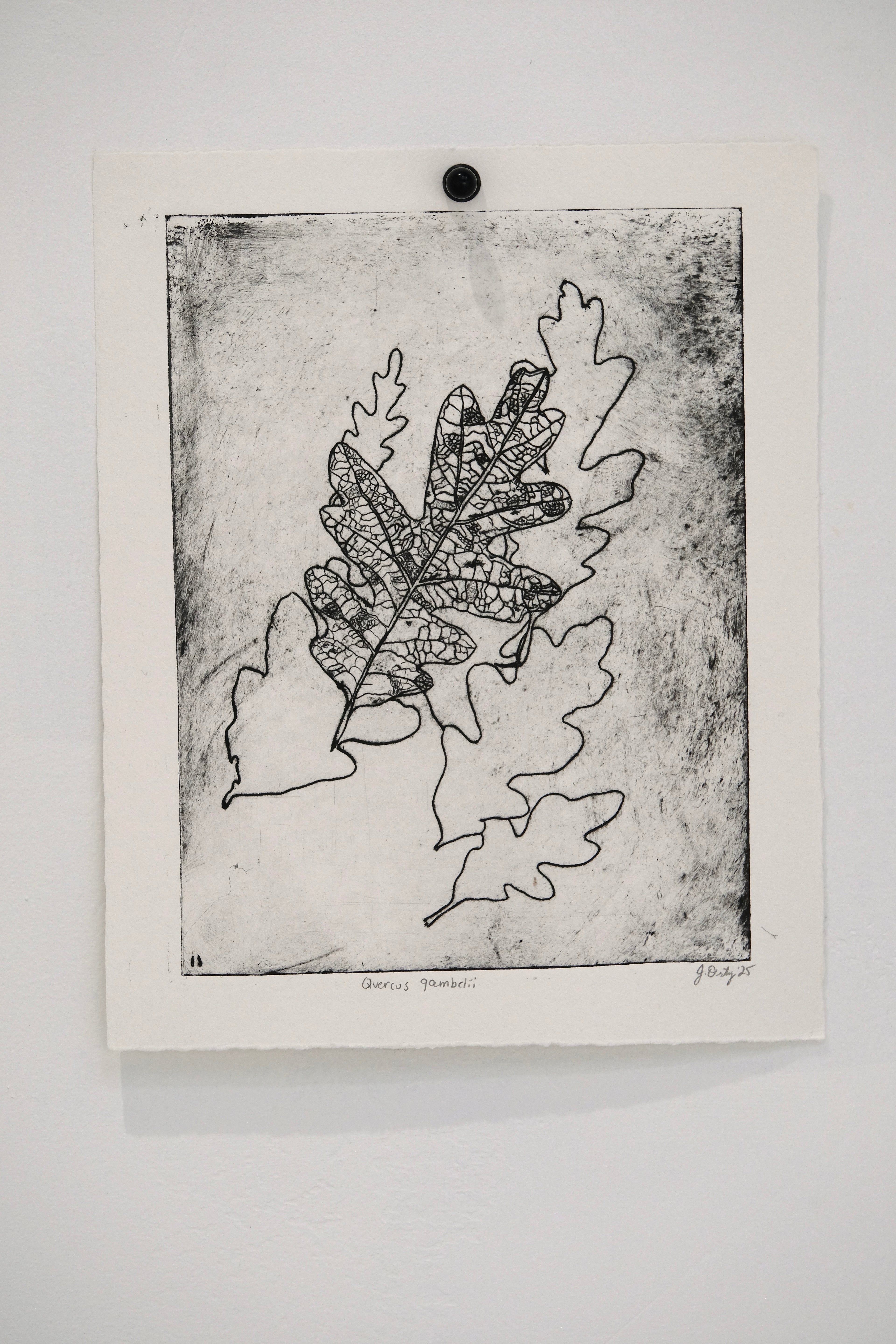 Quercus Gambelii - an intaglio print