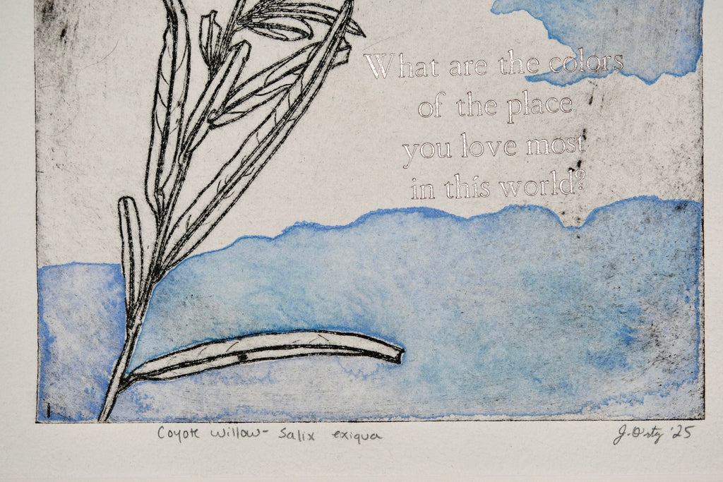 Coyote Willow - a painted intaglio print