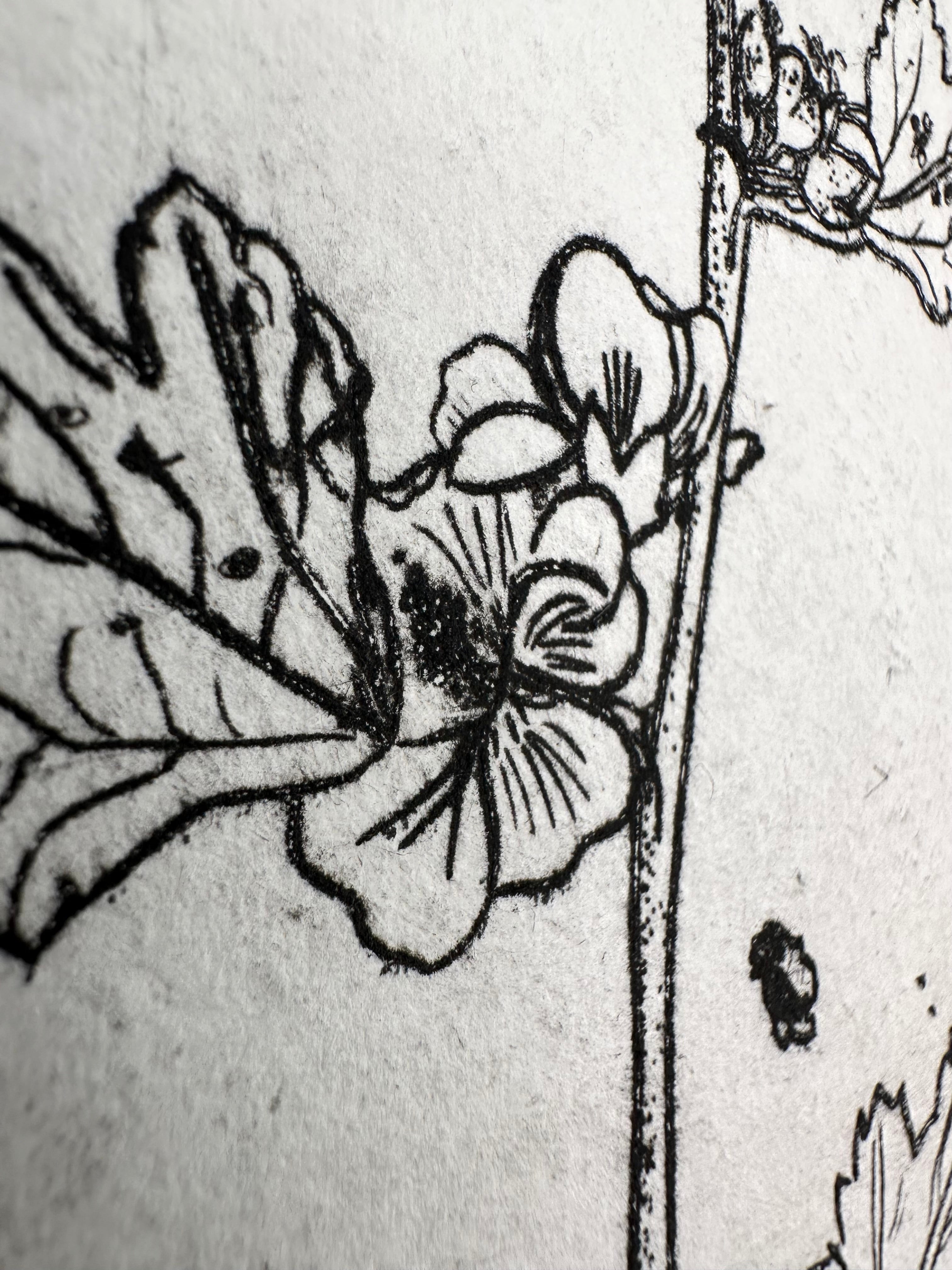 Globe mallow - an intaglio print