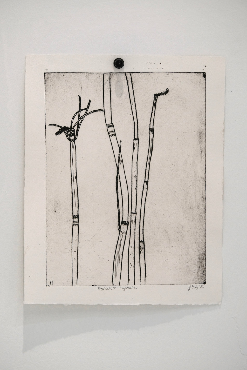 Equisetum hyemale - an intaglio print