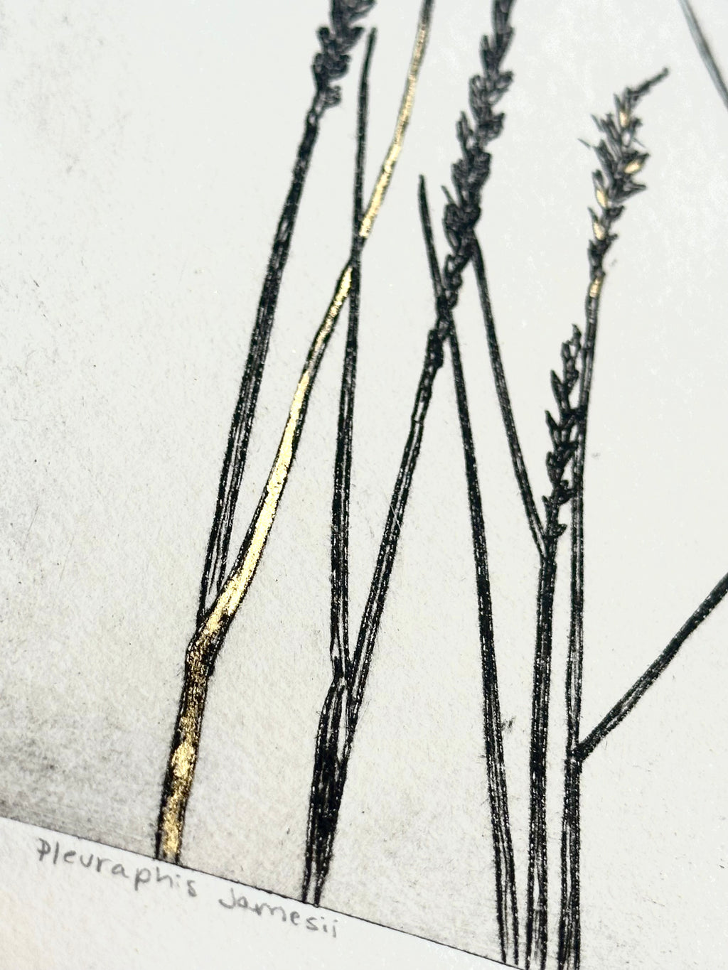 Gold Leaf Grass - Pleuraphis Jamesii - intaglio print