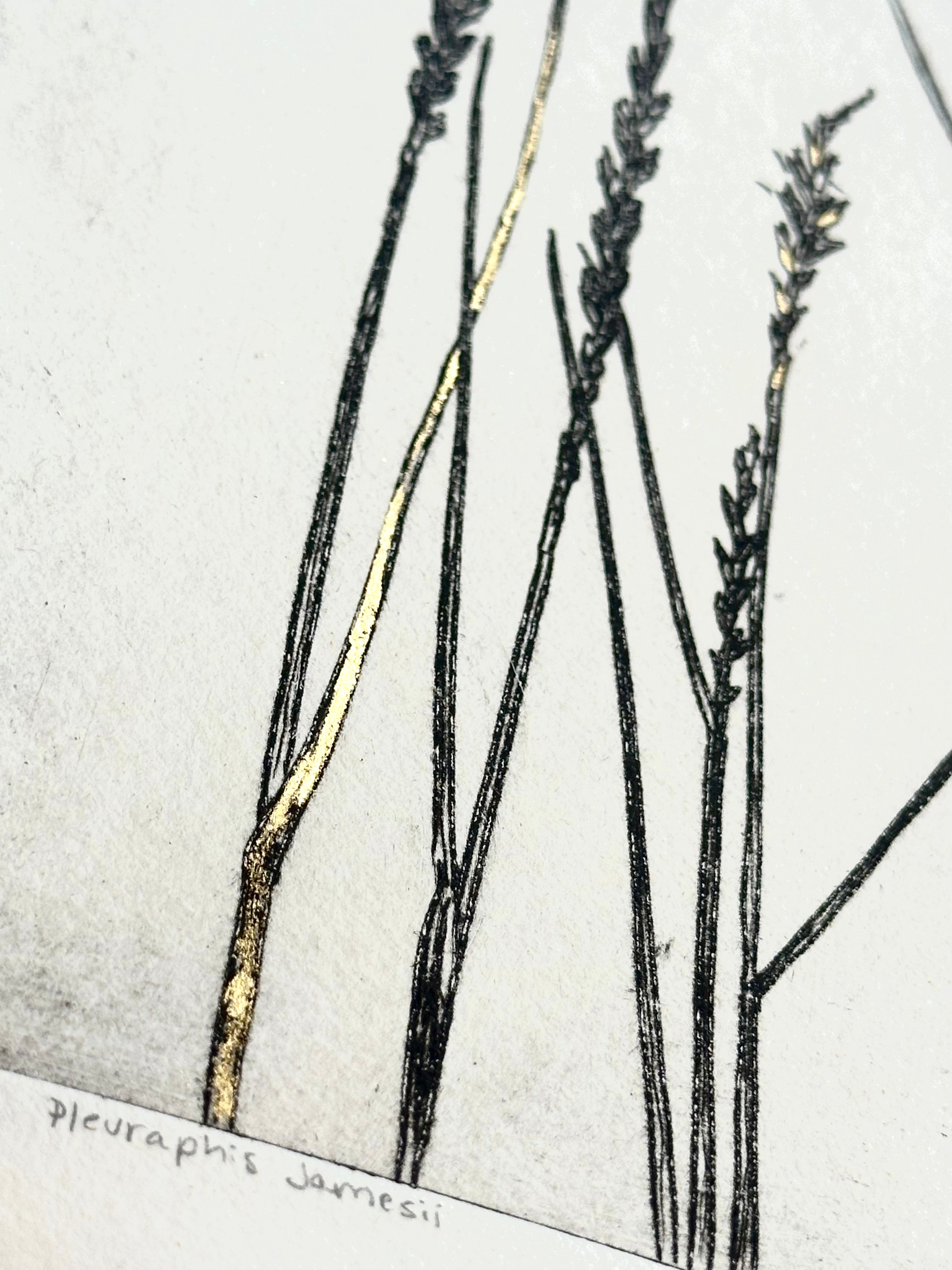 Gold Leaf Grass - Pleuraphis Jamesii - intaglio print