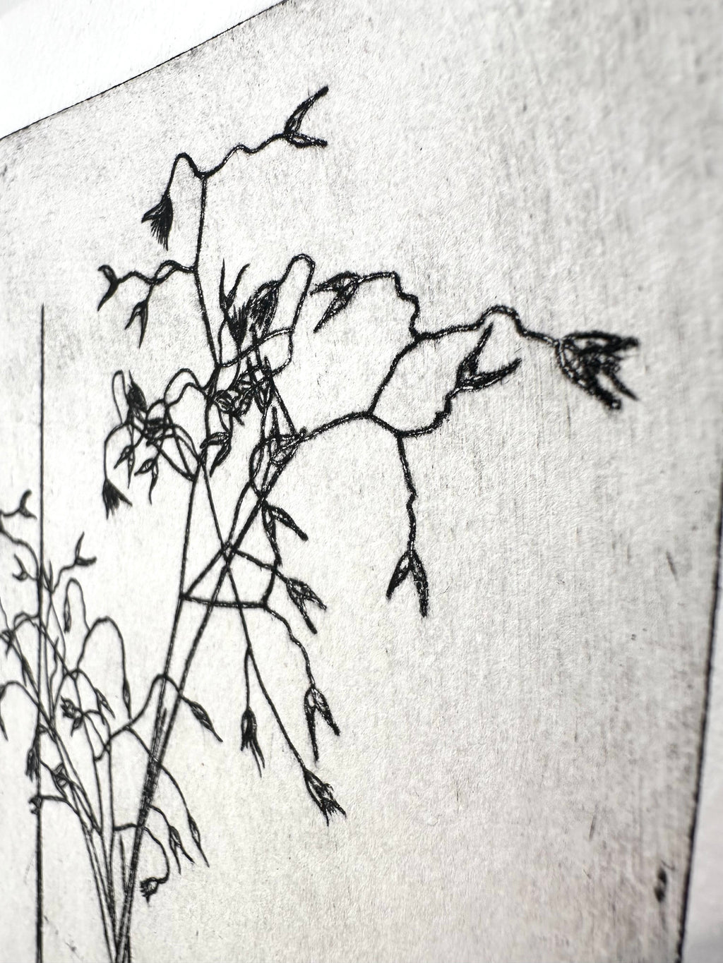 Rice Grass - an intaglio print