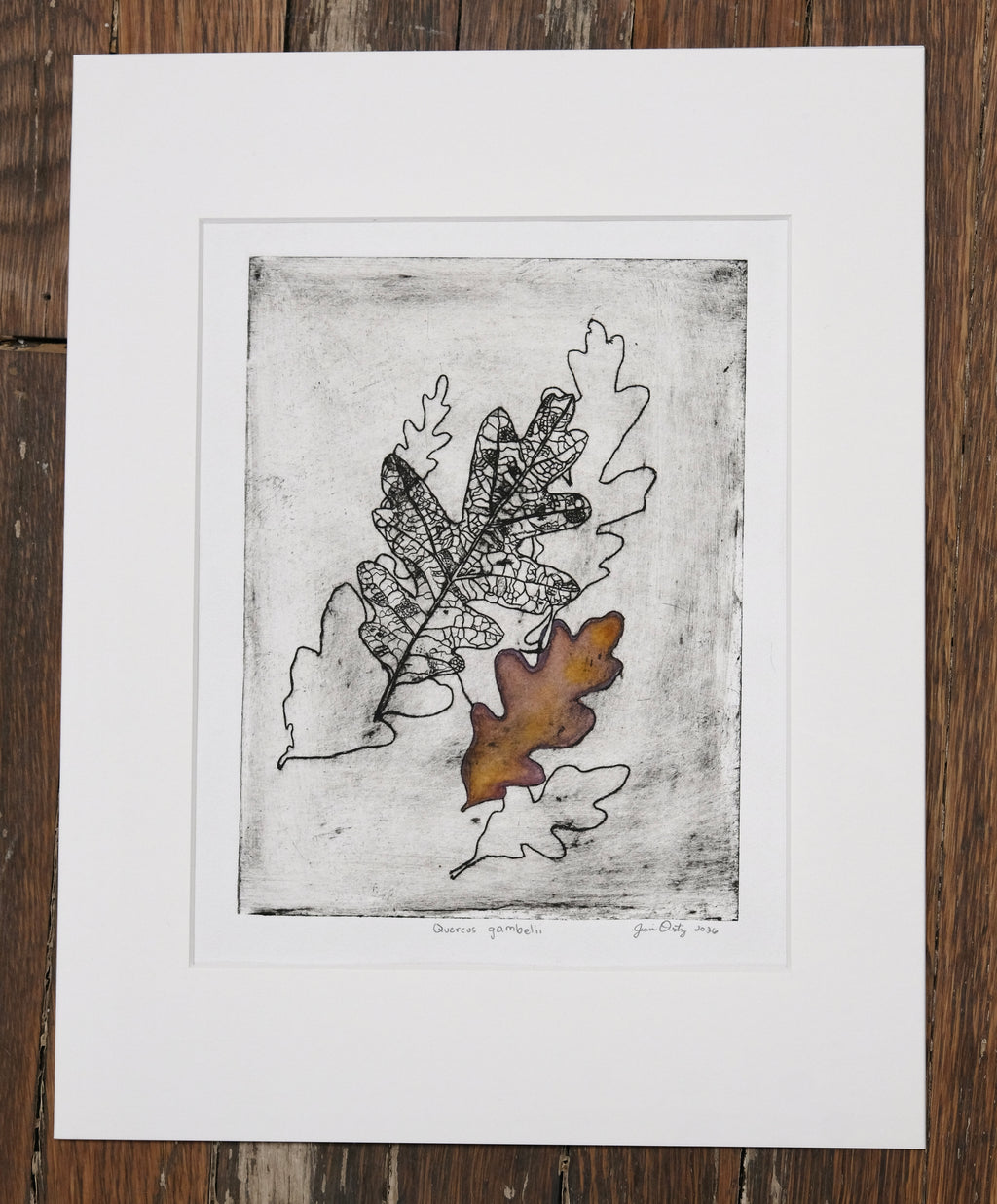 New Mexico Scrub Oak - a painted intaglio print