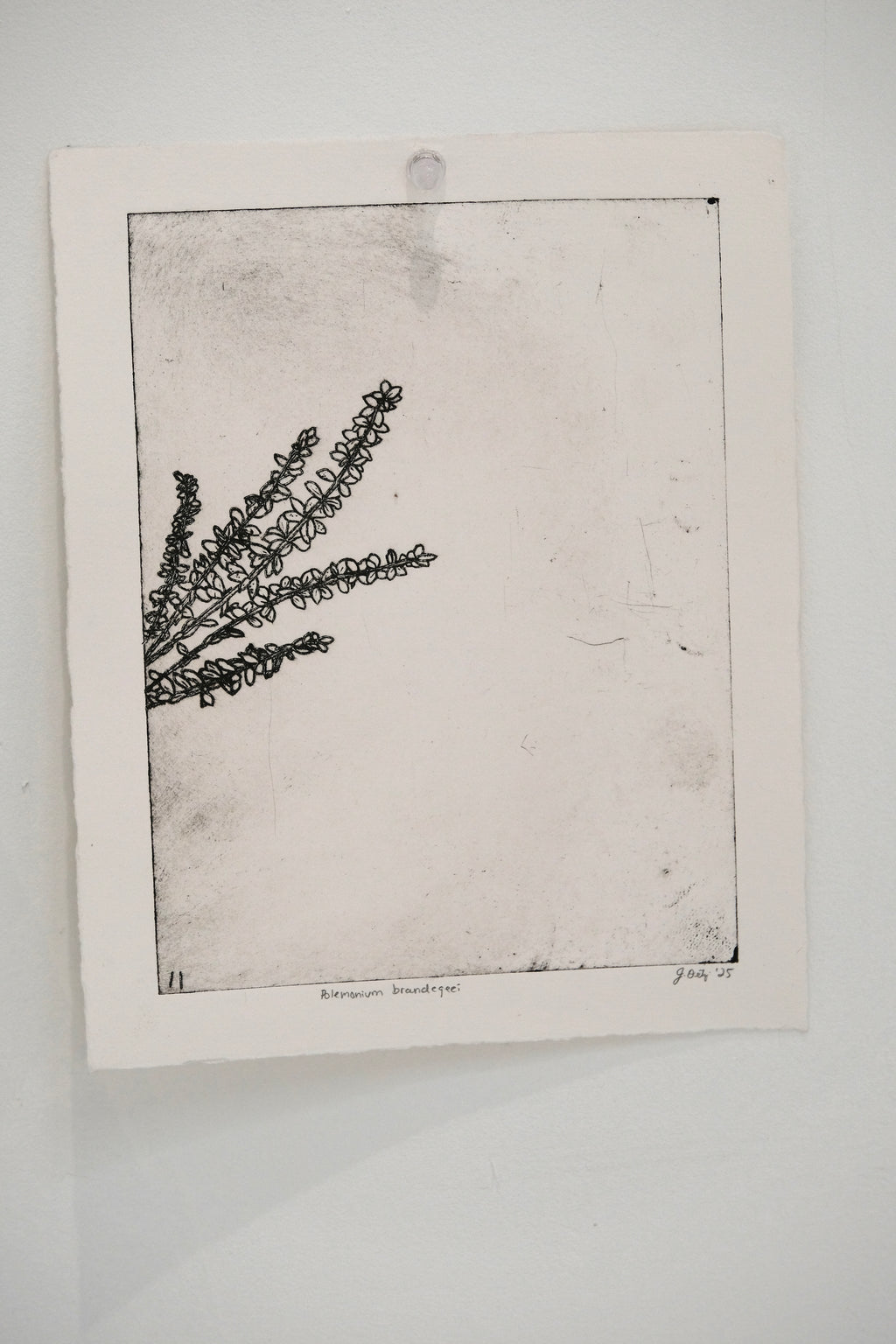 Polemonium Brandegeei - an intaglio print