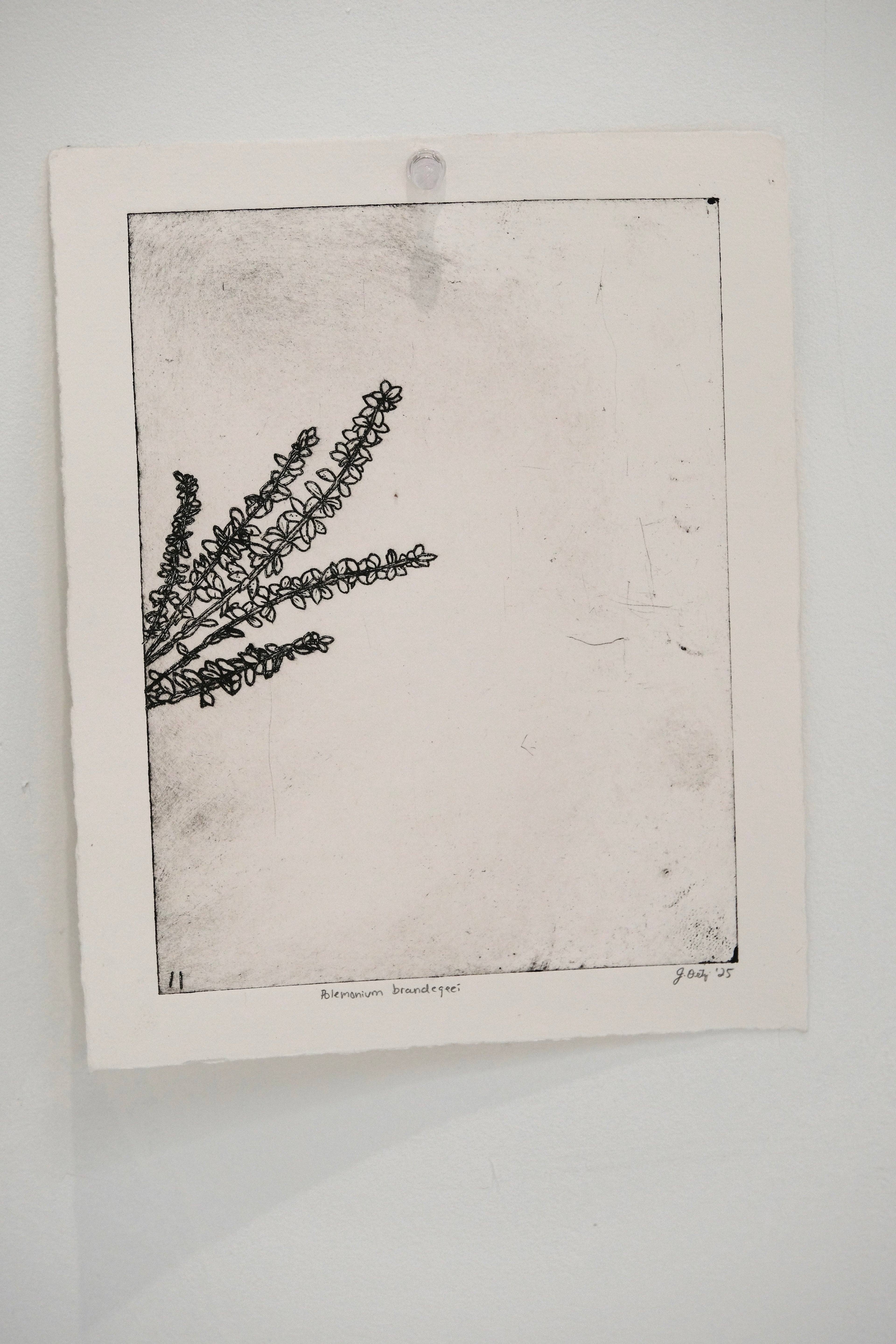 Polemonium Brandegeei - an intaglio print