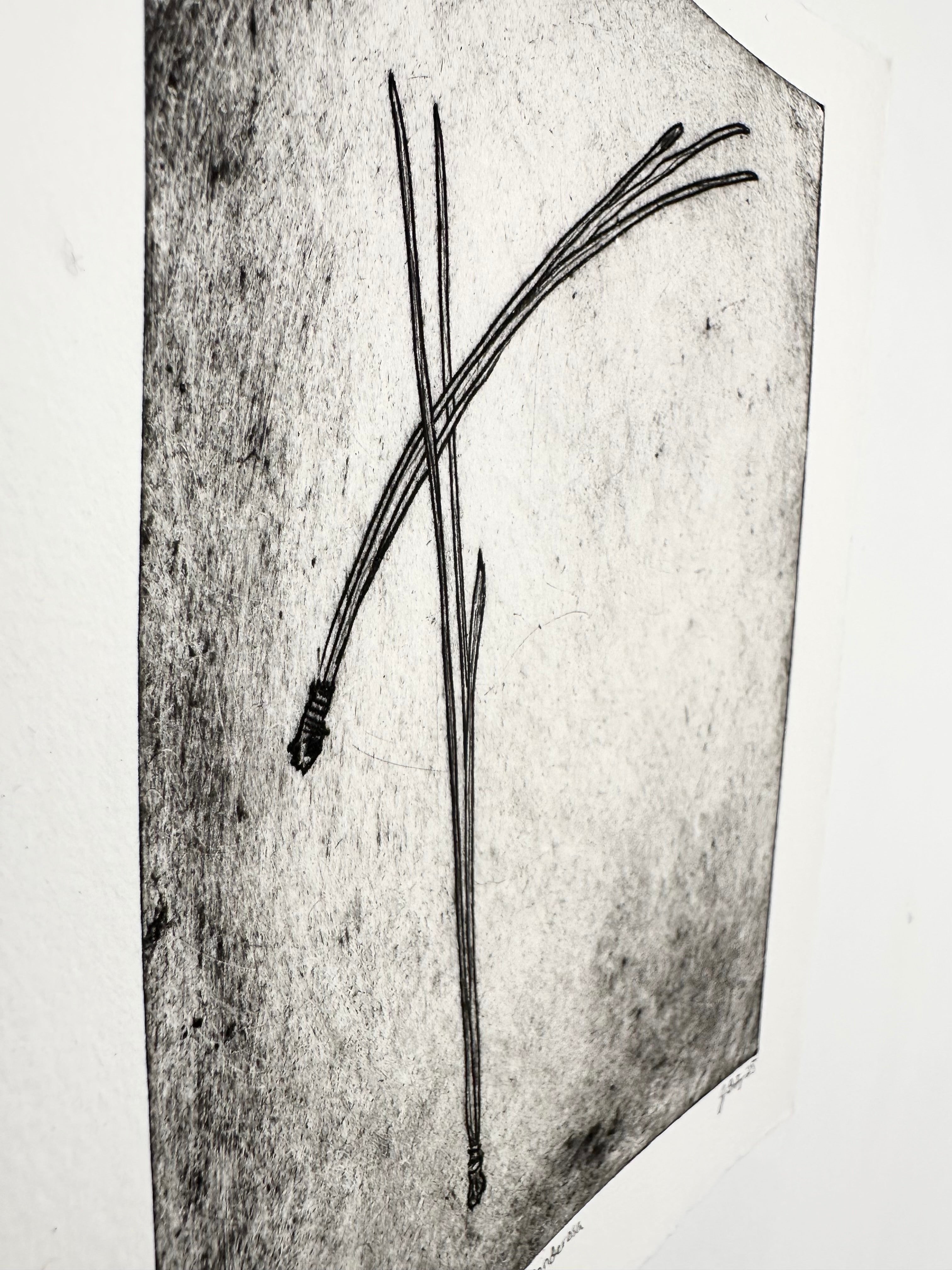 Pinus Ponderosa - an intaglio print
