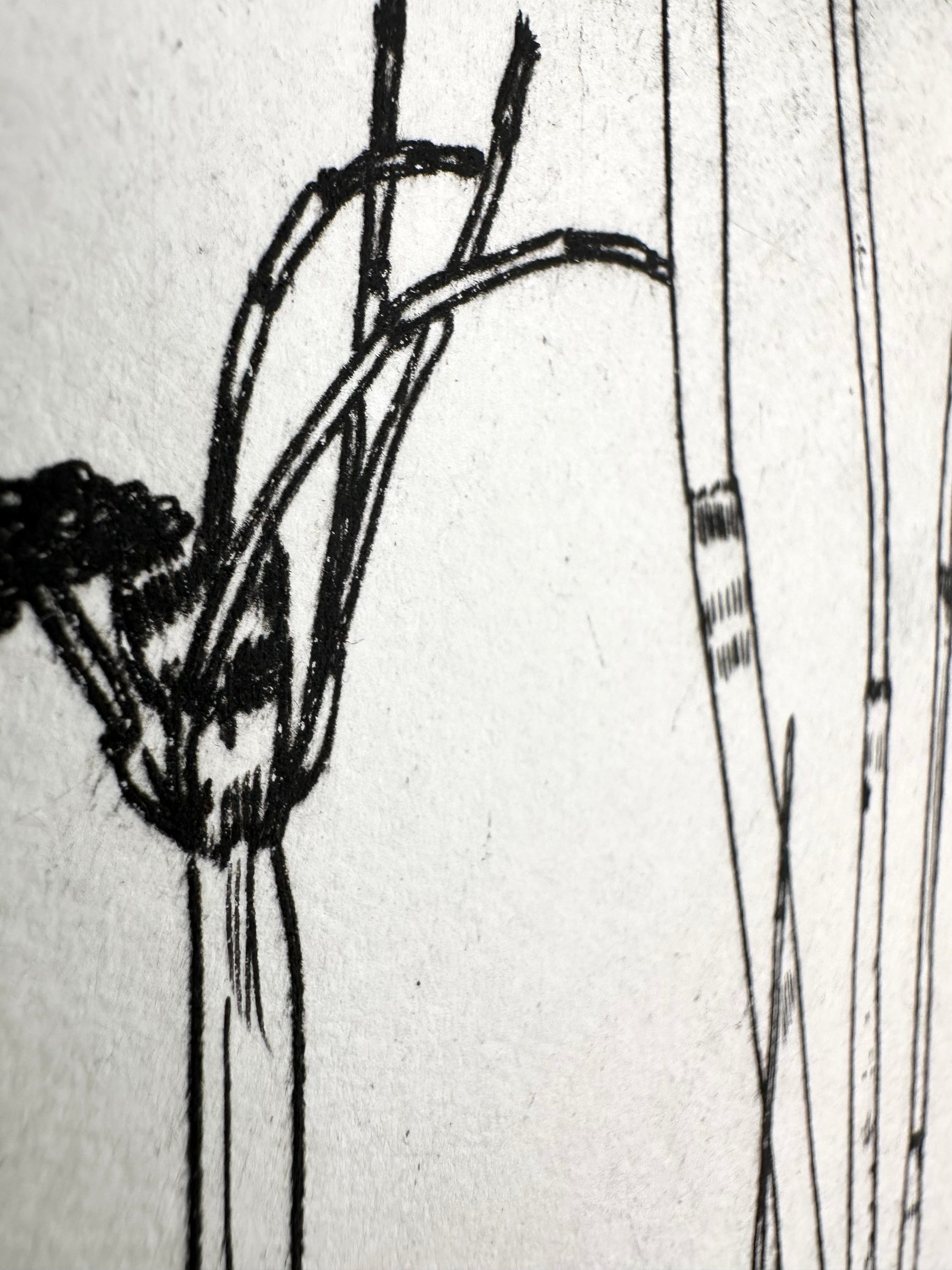 Equisetum hyemale - an intaglio print