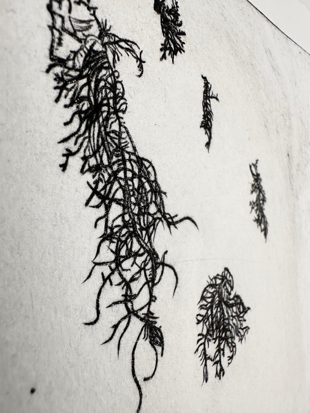 Usnea - a botanical intaglio print