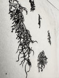 Usnea - a botanical intaglio print