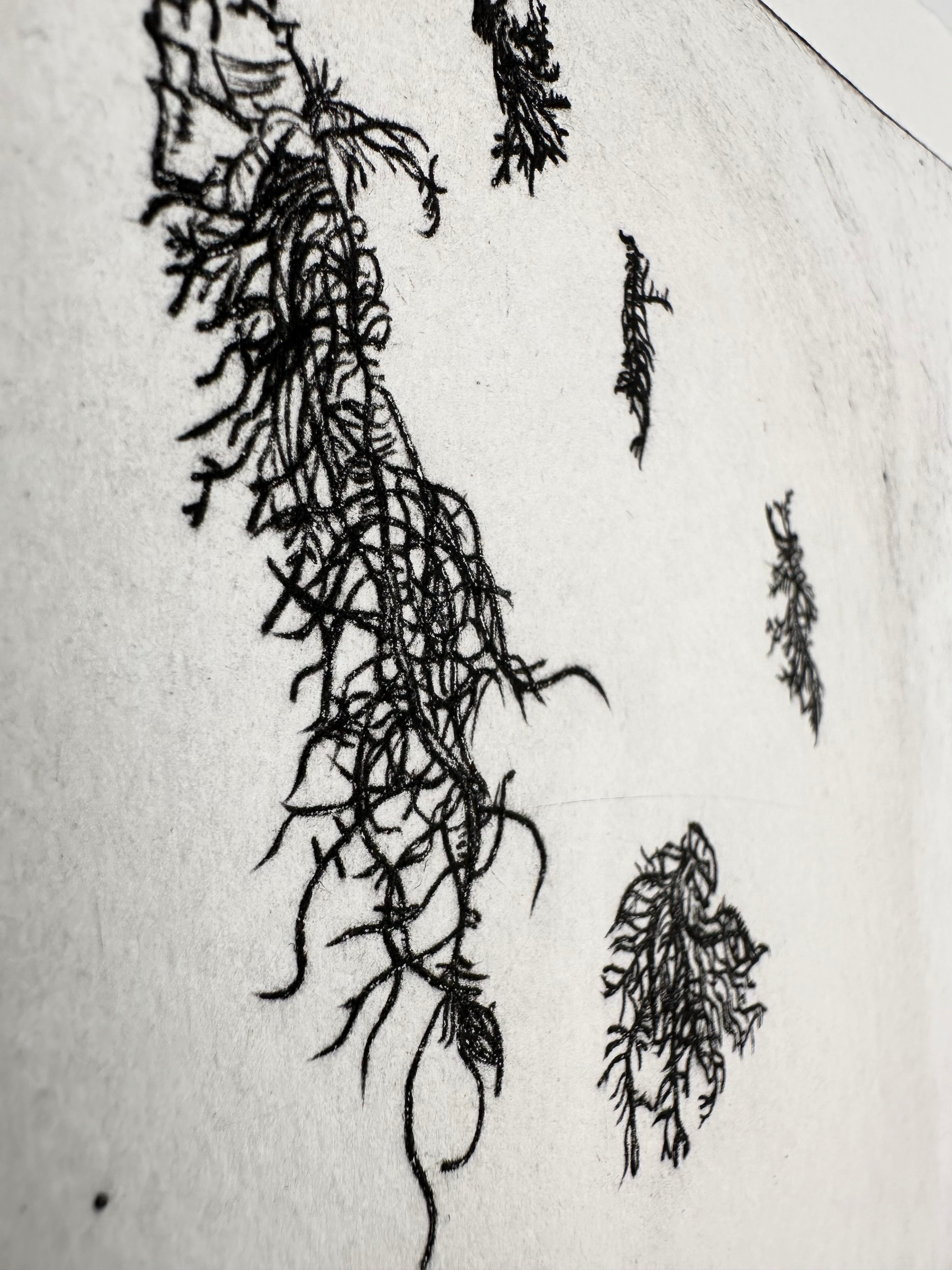 Usnea - a botanical intaglio print