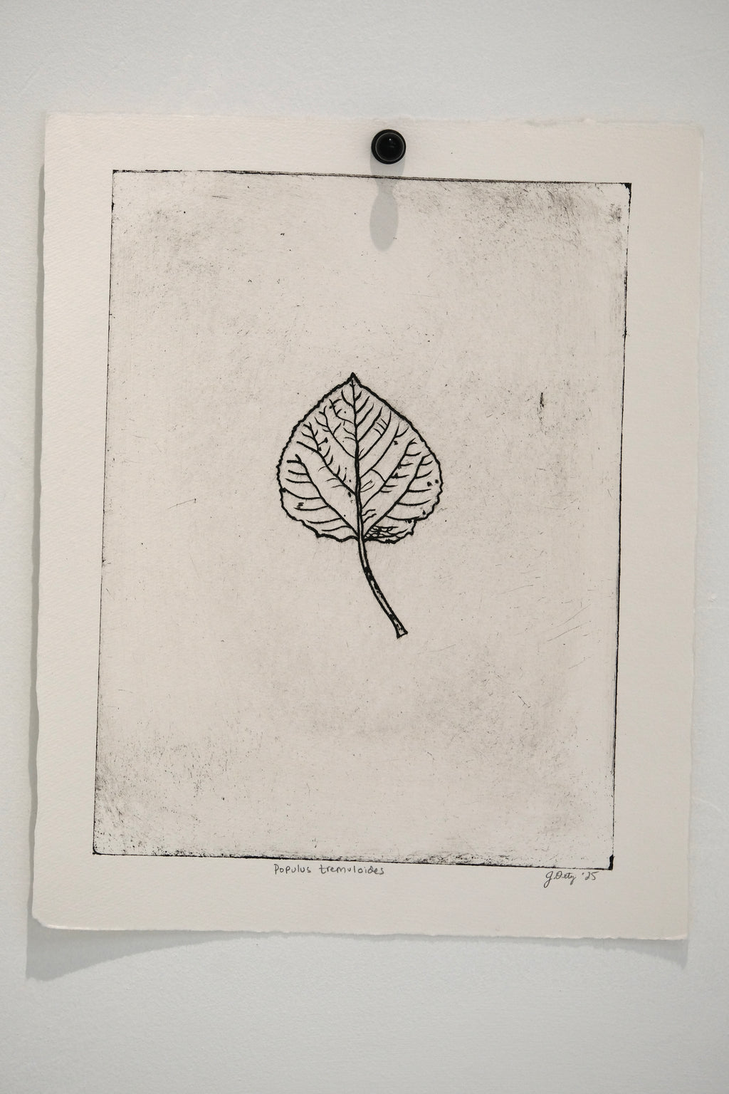 Populus tremuloides - Aspen - an intaglio print
