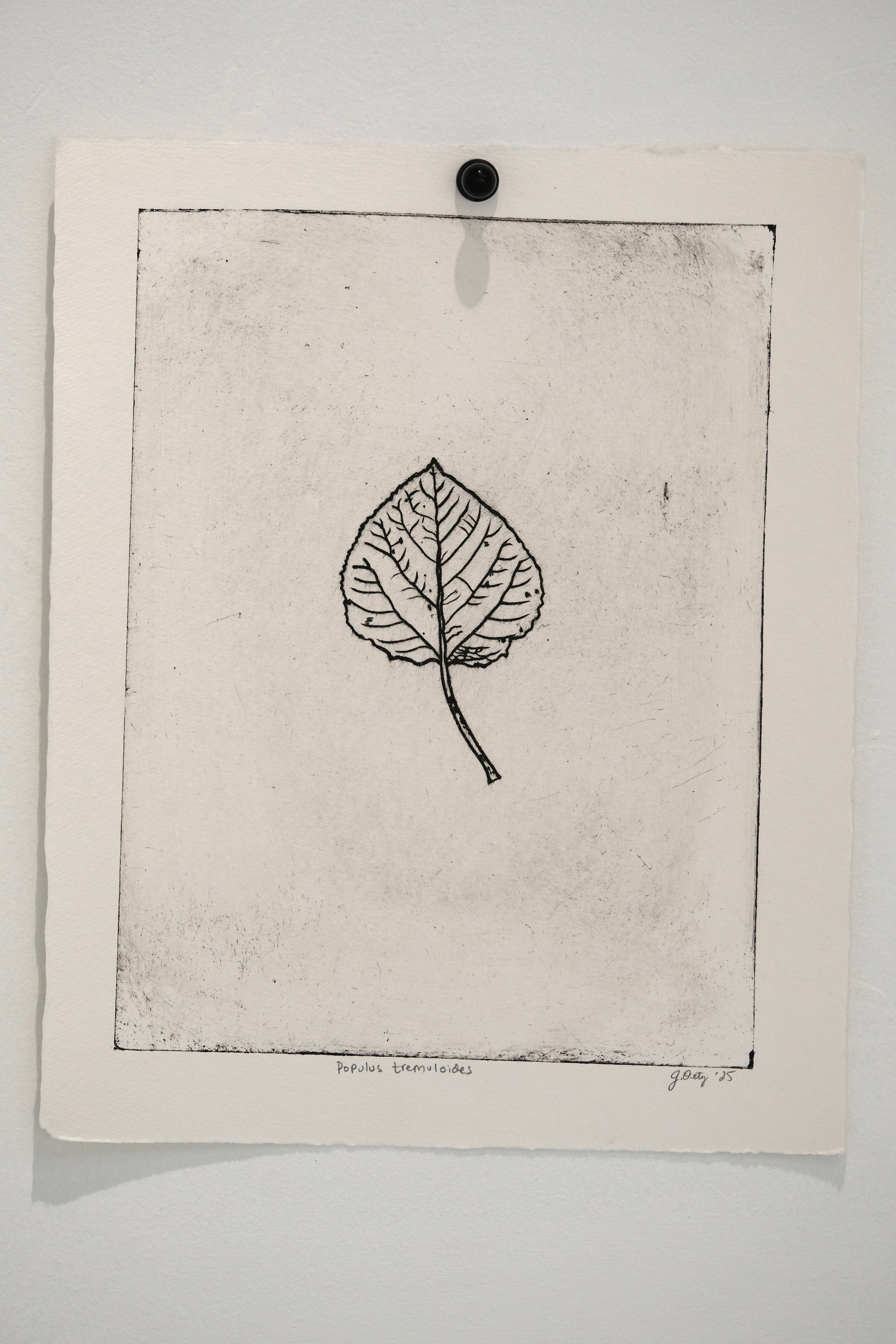 Populus tremuloides - Aspen - an intaglio print